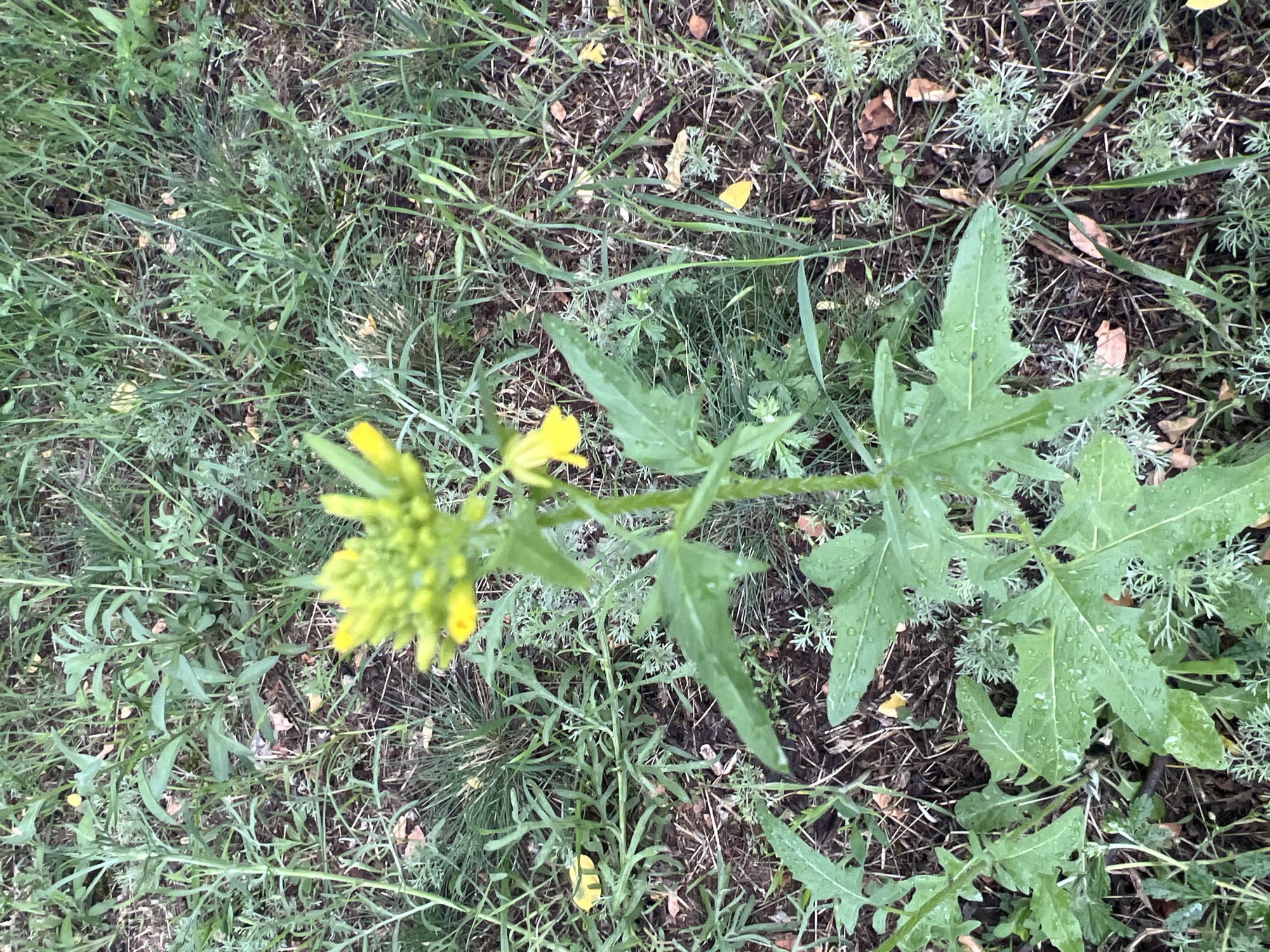 Wet plants and wildflowers after rain, seen up close