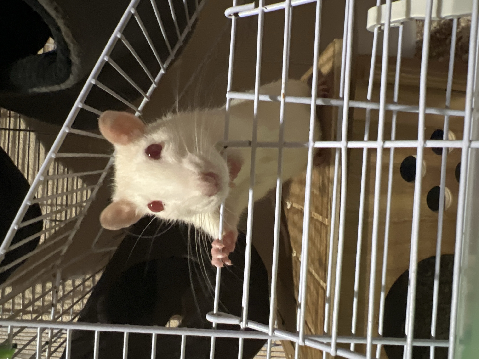 Pet rats exploring a multi-tiered wire cage indoors