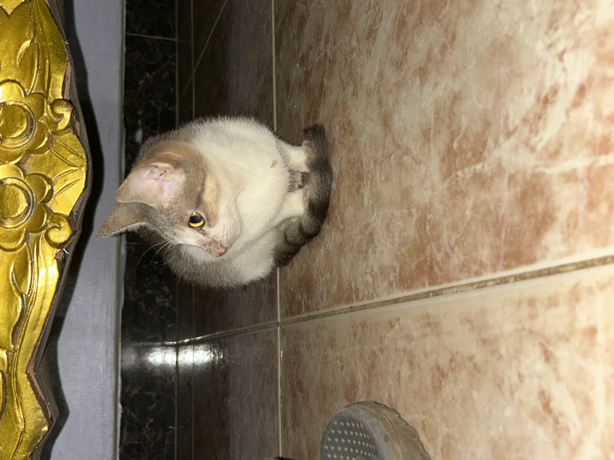 Cats and selfies from a Lagos home evening