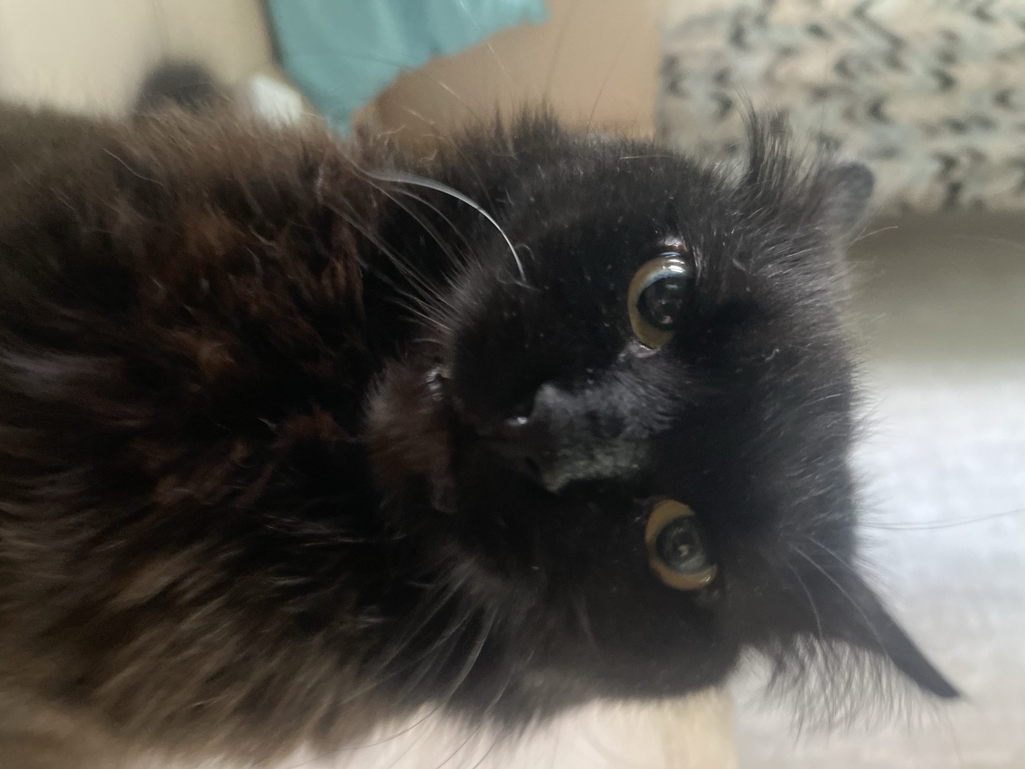 Cats, gardens, and summer mornings in Tikhoretsk