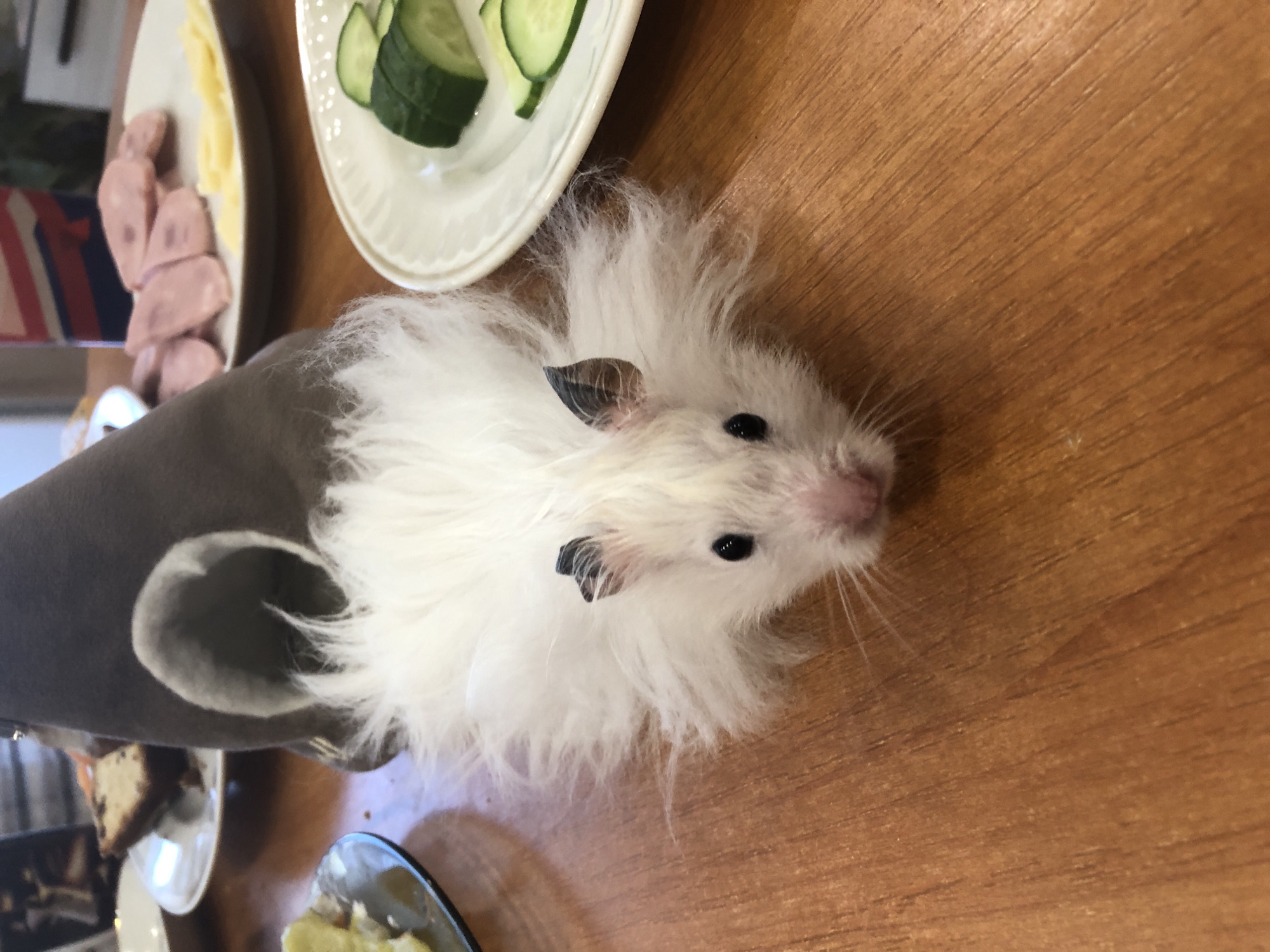 White hamster's afternoon at home in Solikamsk