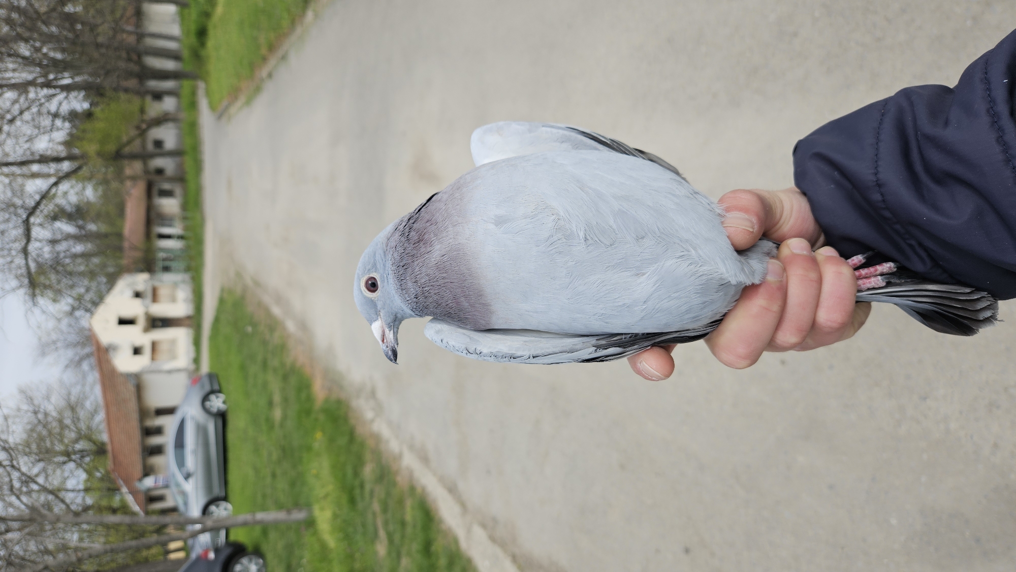 Person holds pigeon on street in Stara Zagora