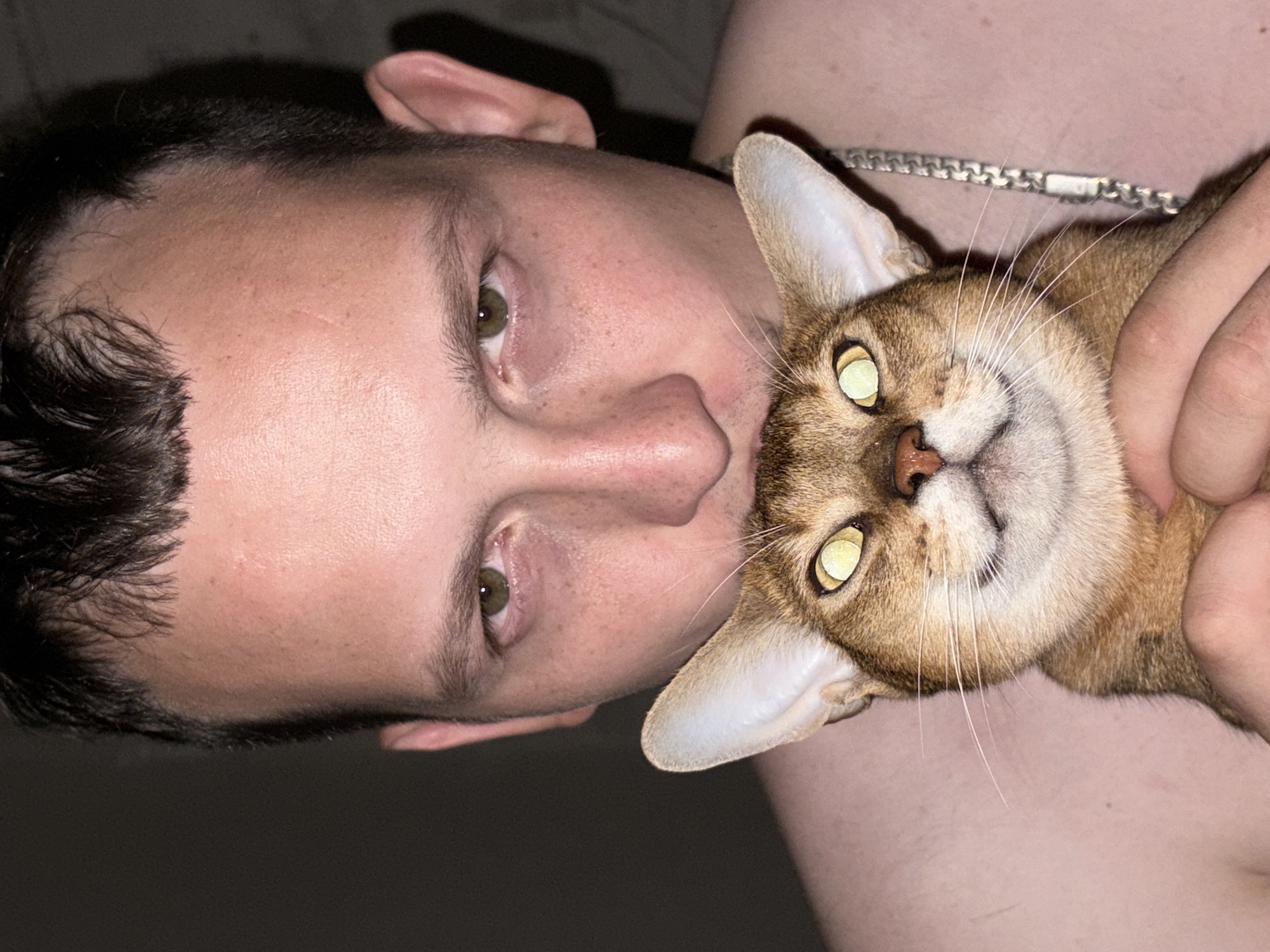 Hanging out with Abyssinian cats at home in Chaikovsky