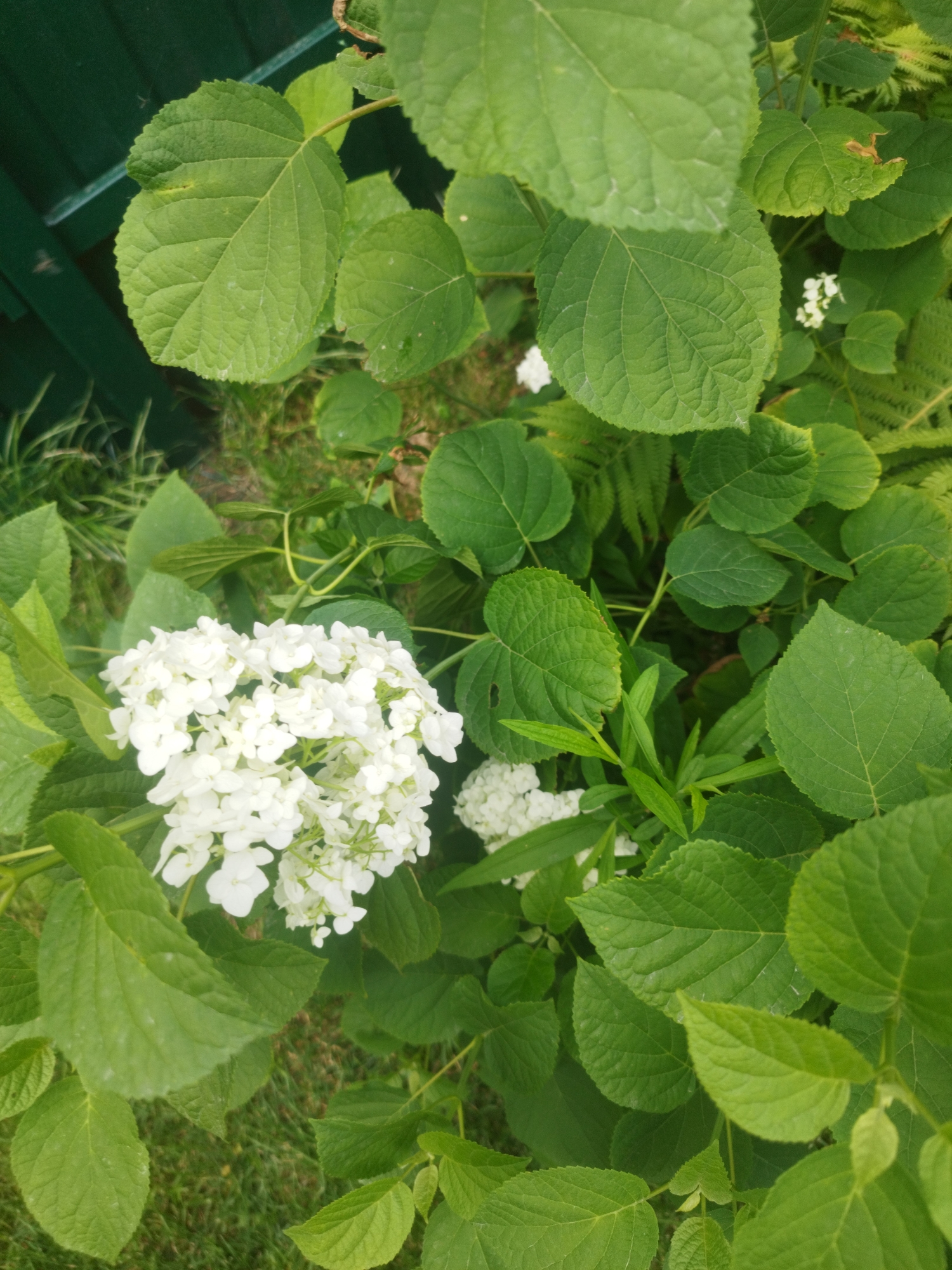 A quiet summer morning at home in Oskemen, gardens and all