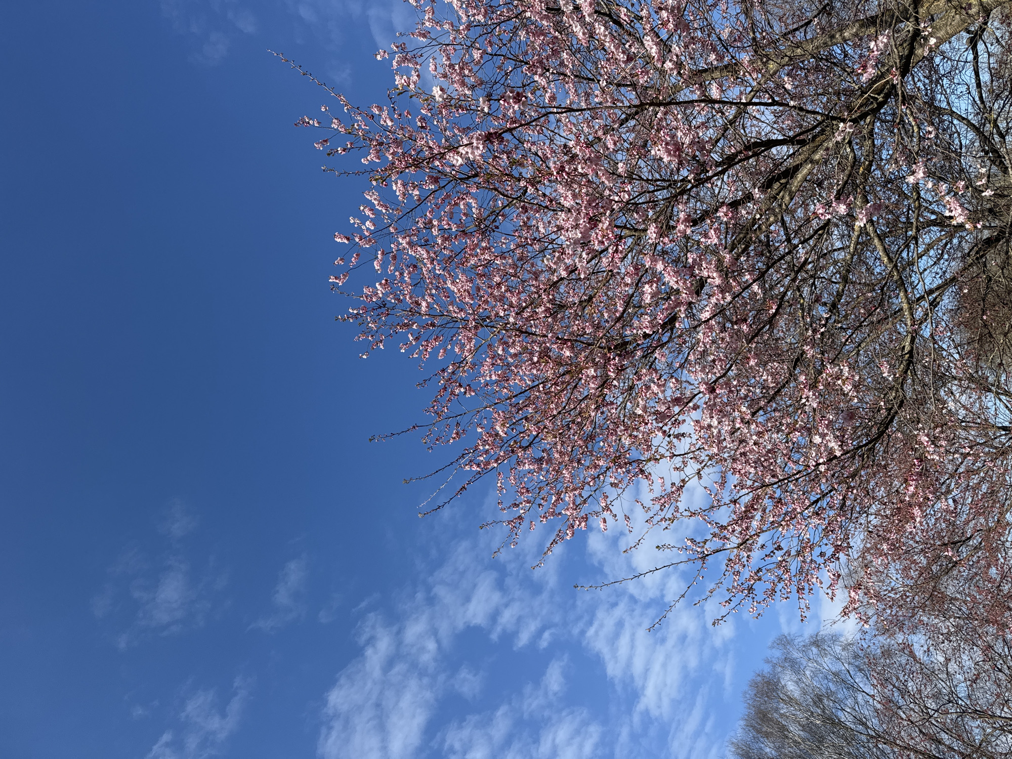 Spring cherry blossoms captured in Riga park moments