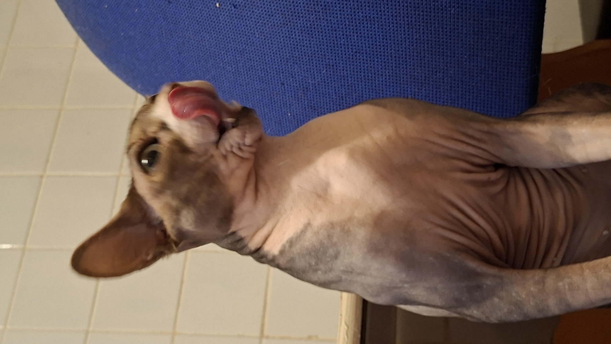 Cats lounging and grooming during quiet afternoon in Belarus