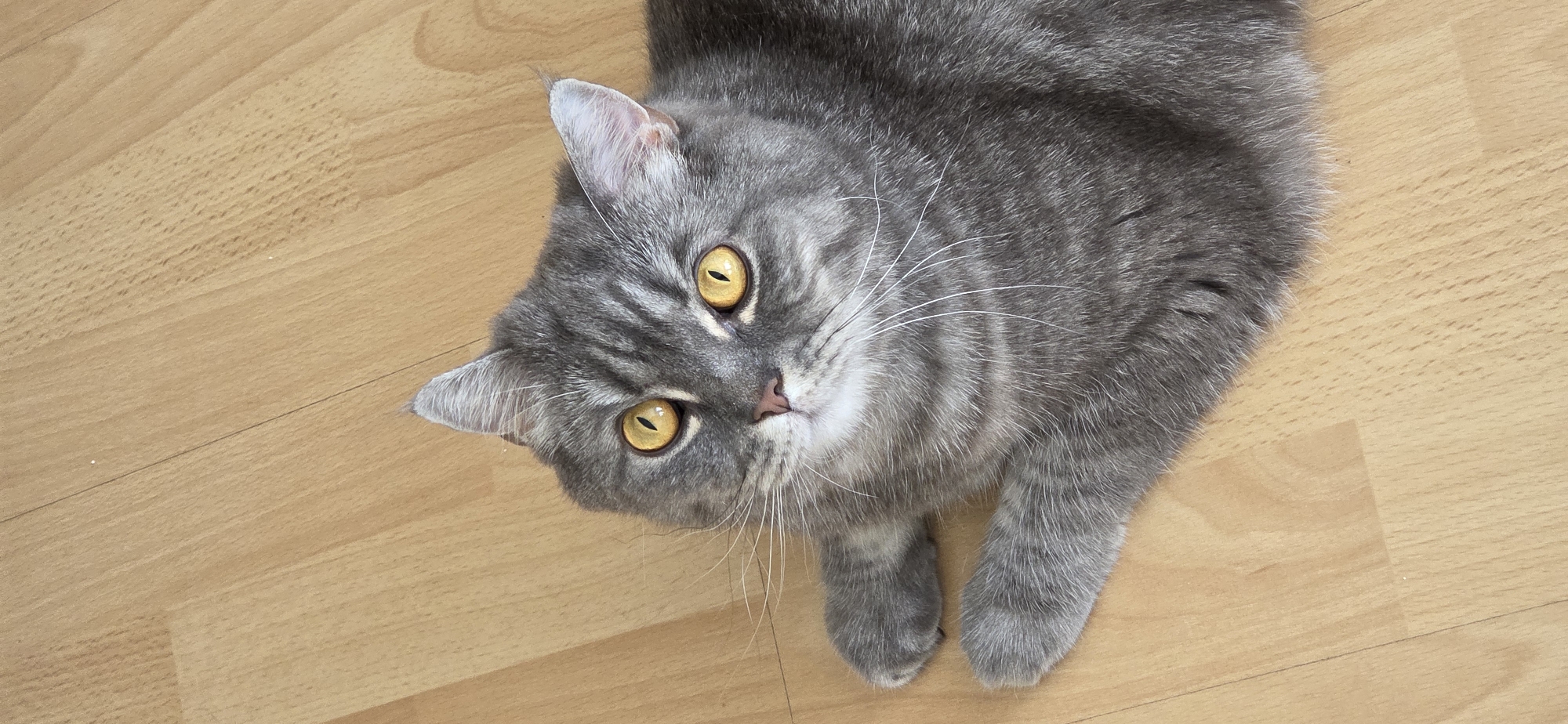 Lazy morning with two grey tabbies in a Strasbourg apartment