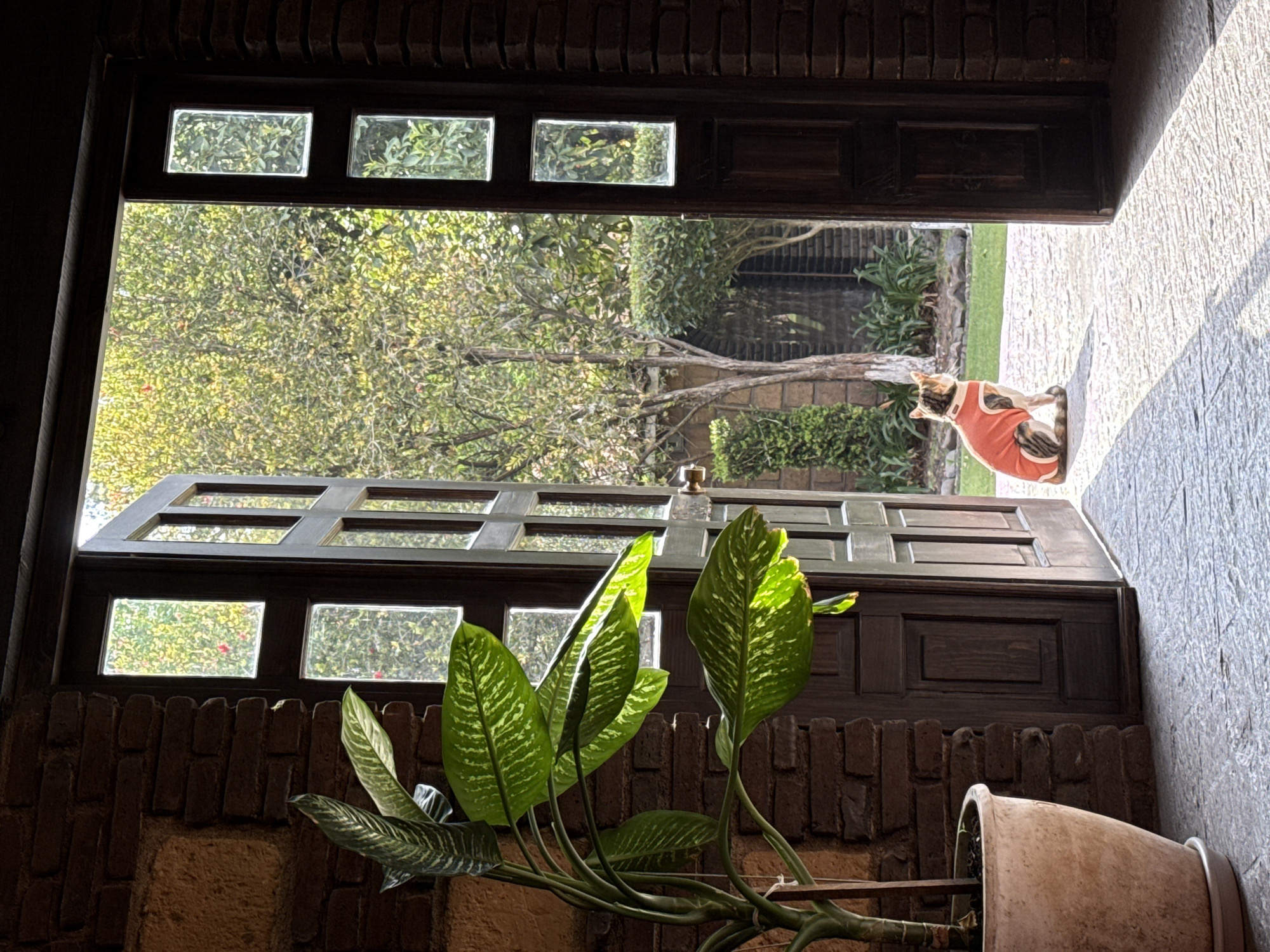 Cat in orange vest spotted outside doorway in Mexico