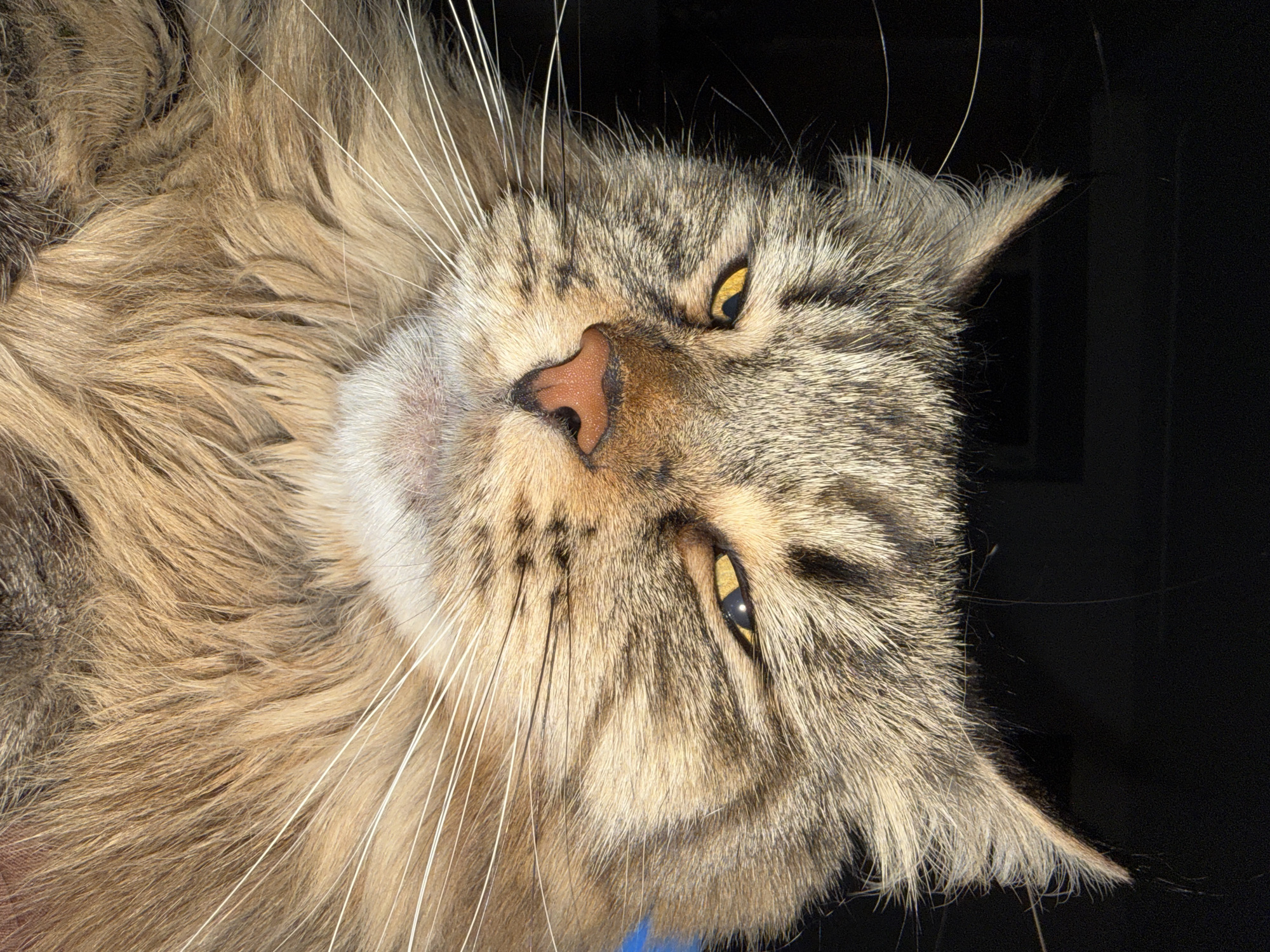 Close-up cat photos captured in Izhevsk, Russia
