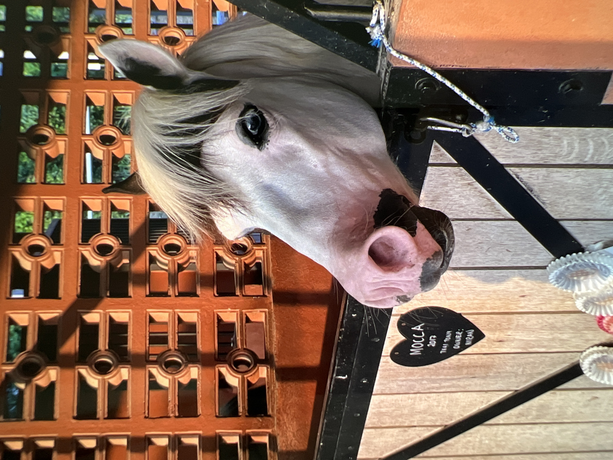 Horse stable visit and family smartphone moment captured simultaneously