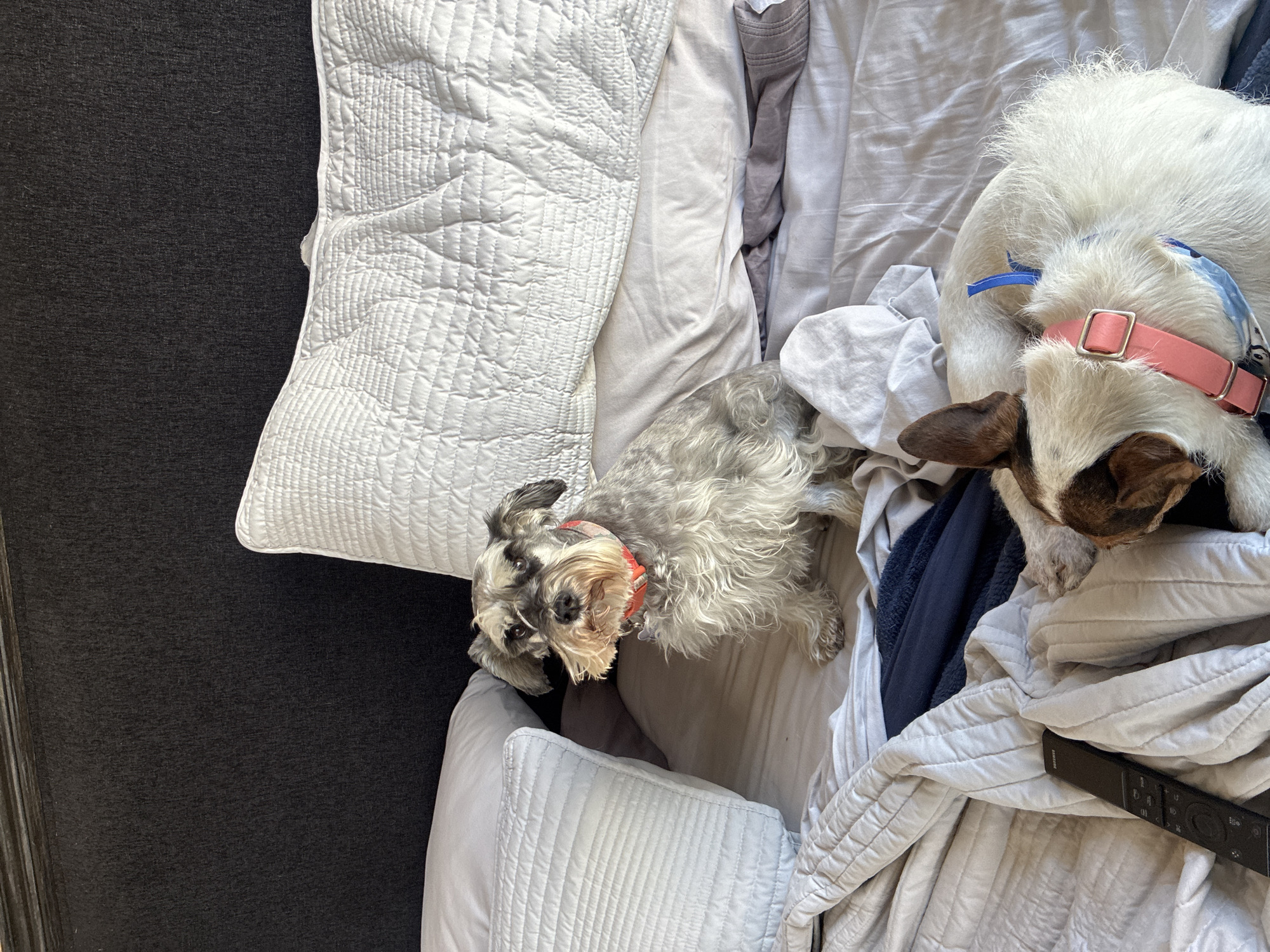 Two dogs rest on bed in Huixquilucan, Mexico