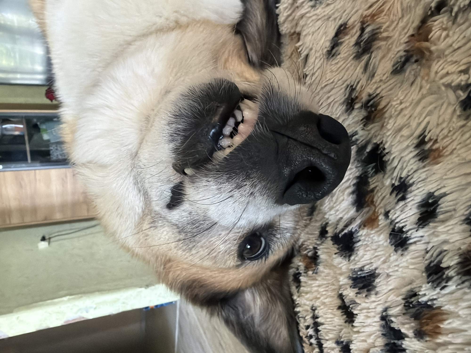 Pets napping and chilling at home in Kamchatka