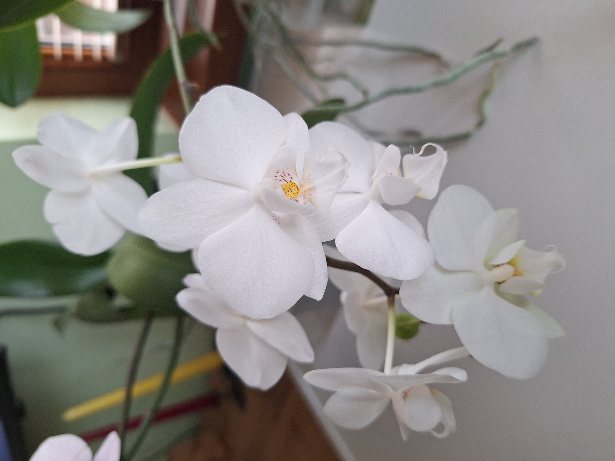 Morning moments with Yorkshire Terrier and blooming orchids in Bulgaria