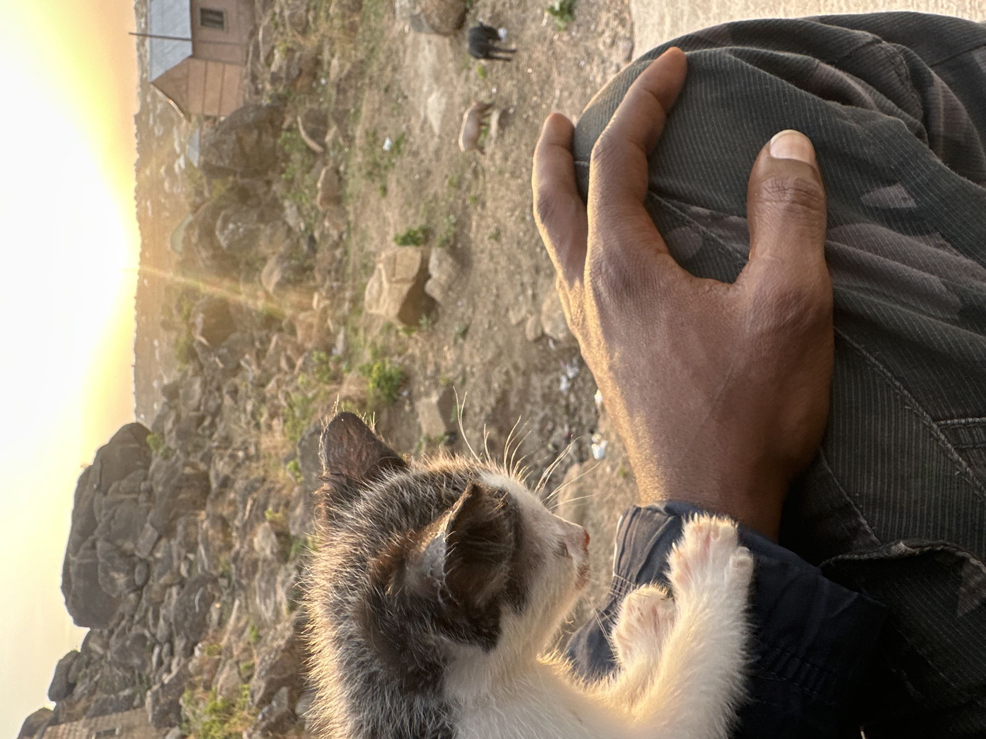 Casual moments captured in Jos: kitten, foraging pigs