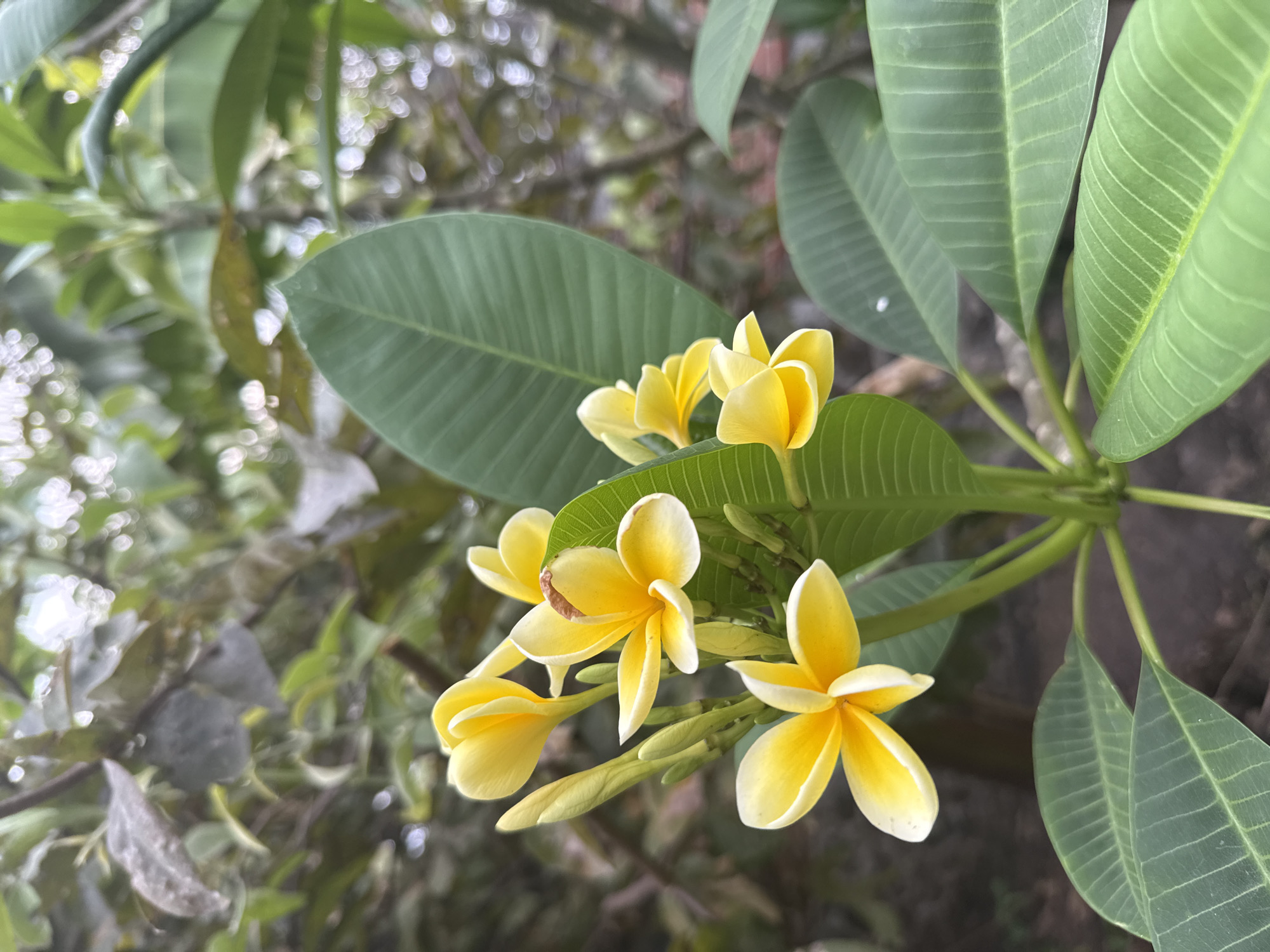 Plumeria flowers bloom in Xochitepec, Mexico garden