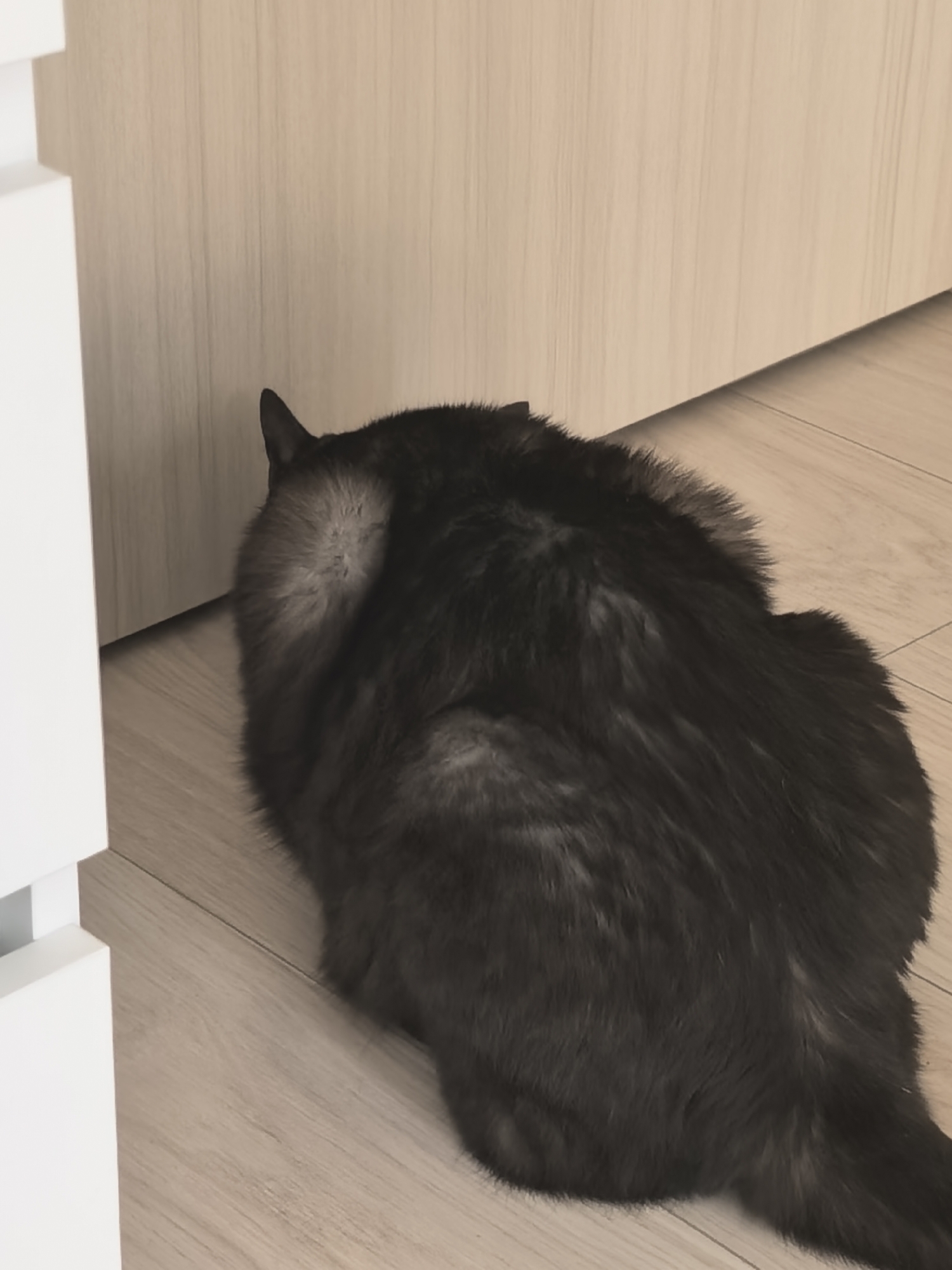 Various domestic cats documented in residential settings