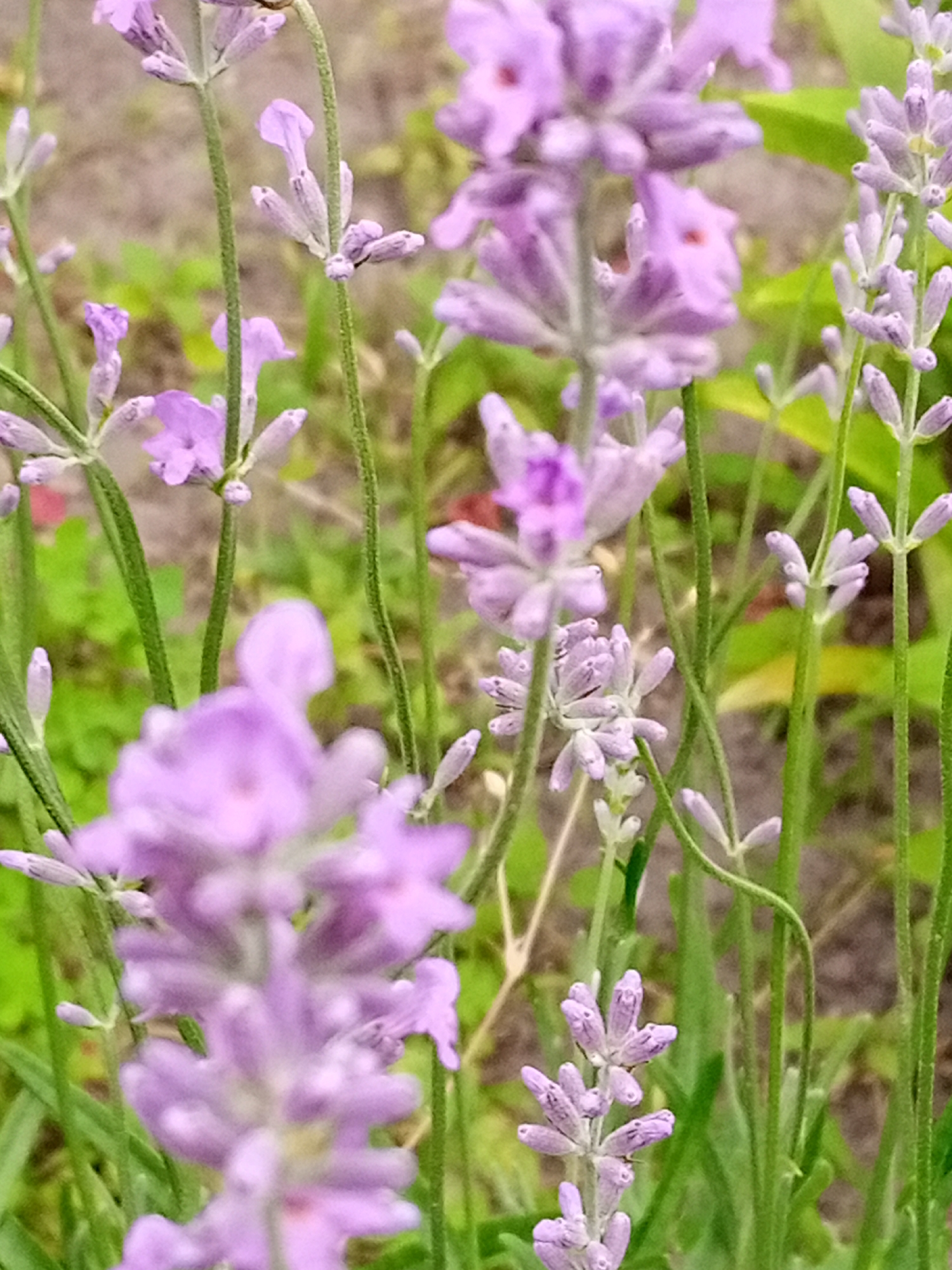 Summer garden in Luka, Ukraine — flowers, vegetables, and bees