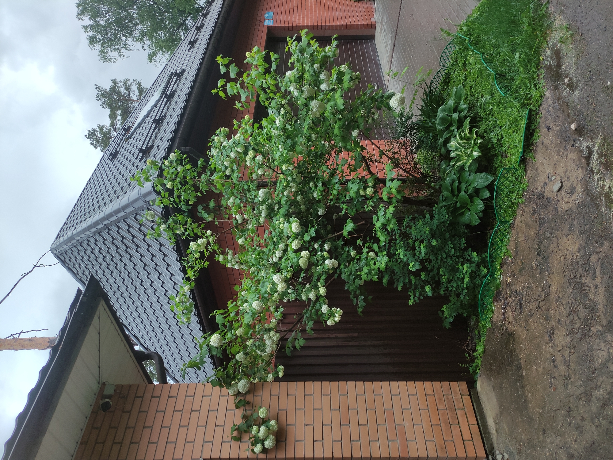 Woman photographs wet foliage in rainy Kratovo, Russia