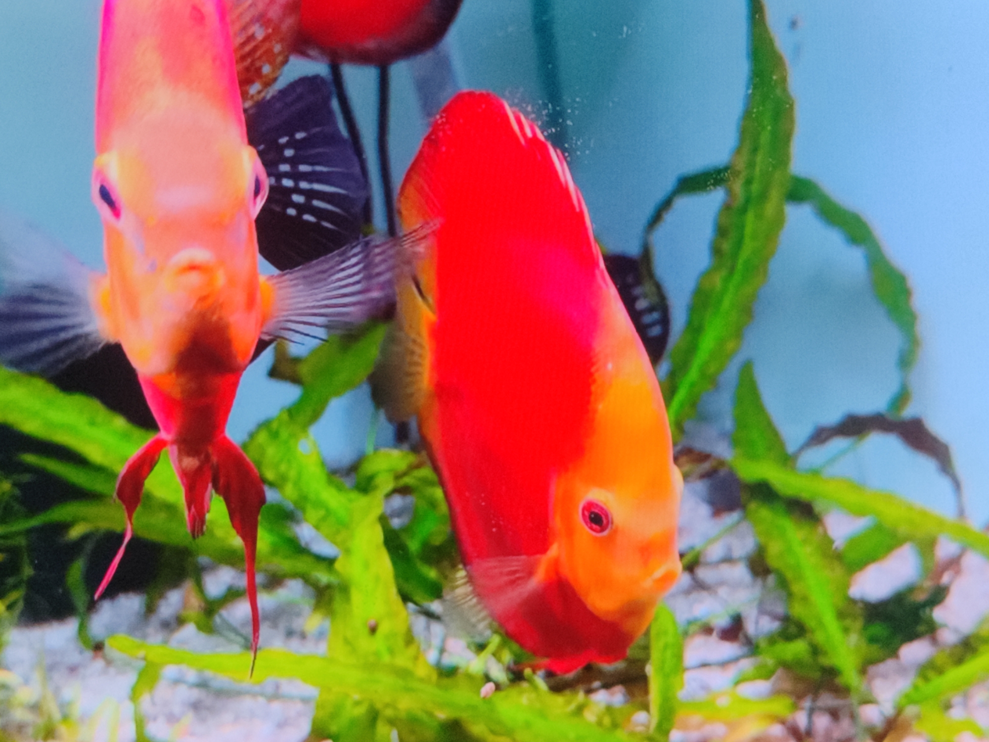 Tropical fish tanks and outdoor details from a Ukrainian backyard