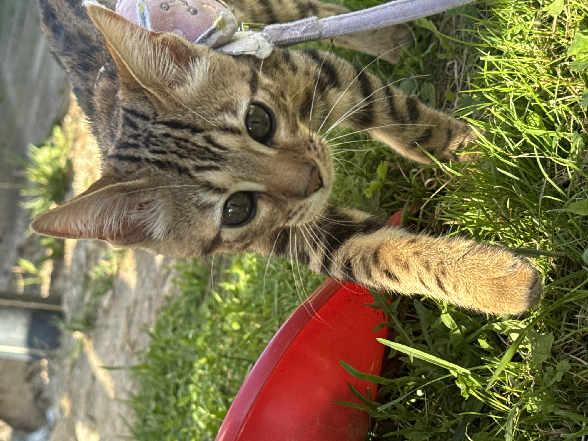 Two leashed cats in decorative harnesses explore a backyard in Rzhev