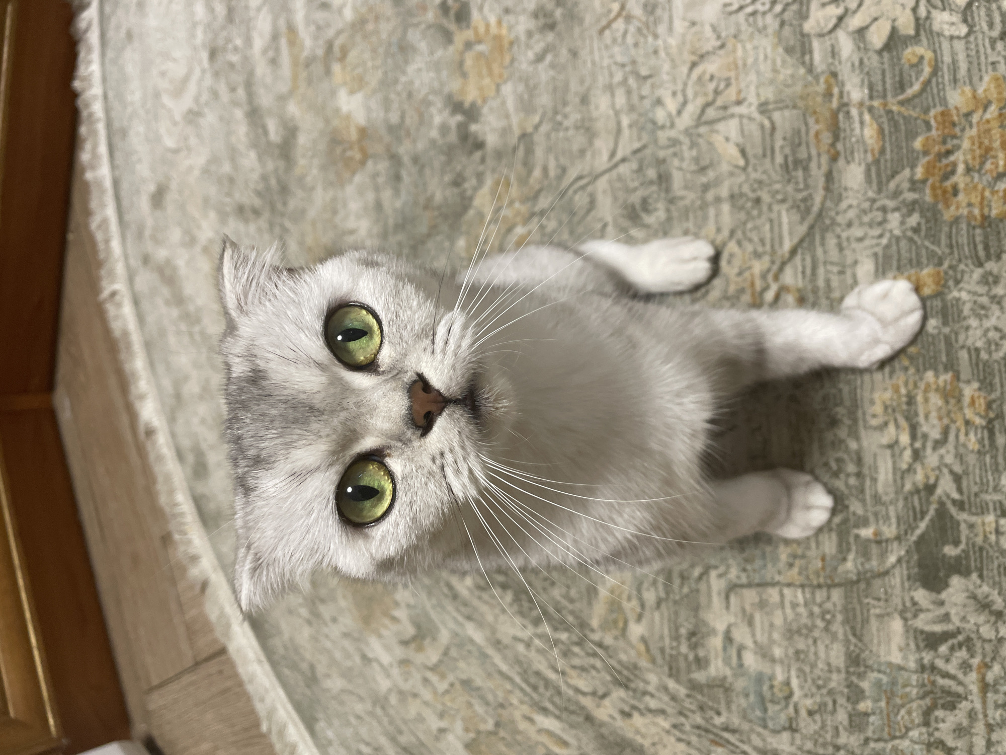 Scottish Fold cat at home in Kaspiysk, June 2026