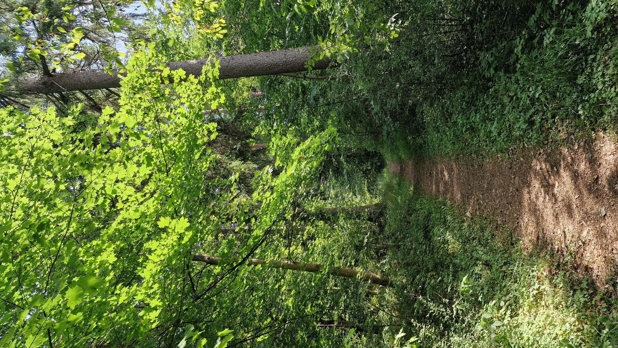 Afternoon forest walk with a German Shepherd in Villingen-Schwenningen