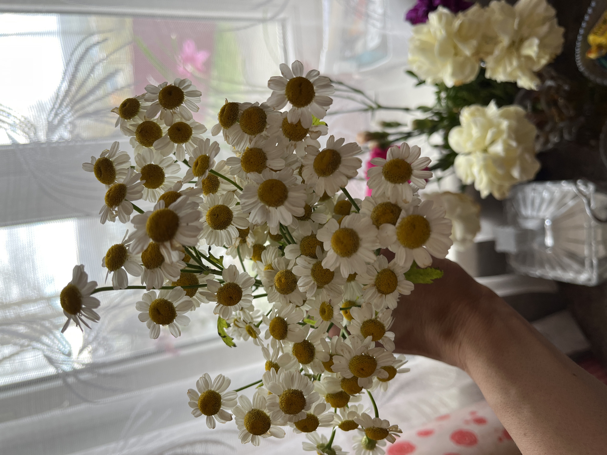 Person holds daisy bouquet with sleeping cat in Petropavlovsk-Kamchatsky