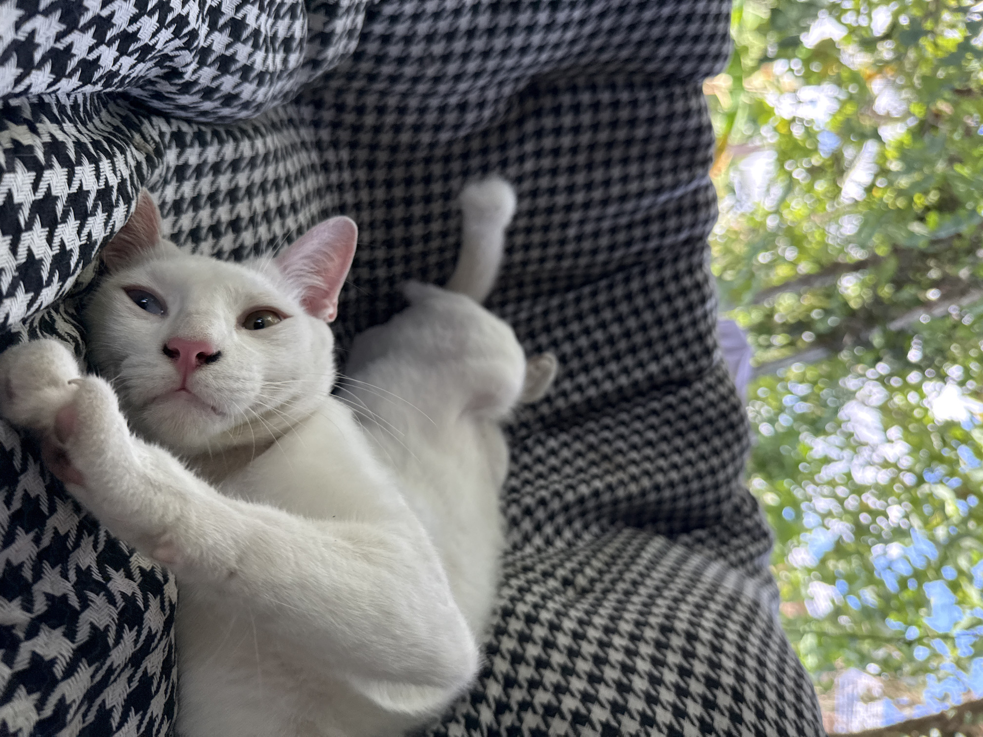 Koh Phangan cats napping, lounging, and playing on a quiet morning