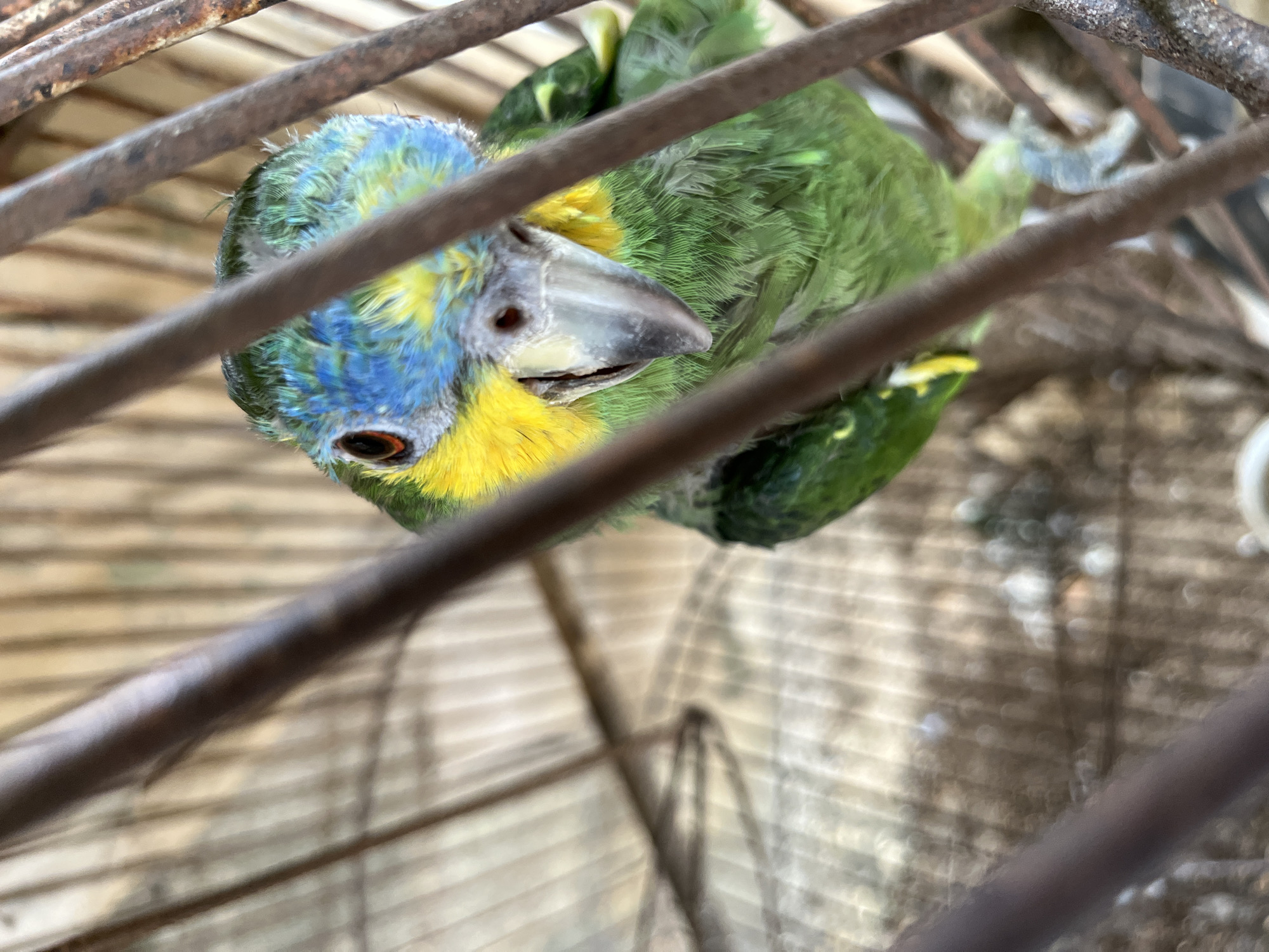 Caged colorful bird observed alongside resting sheep in Tinaquillo