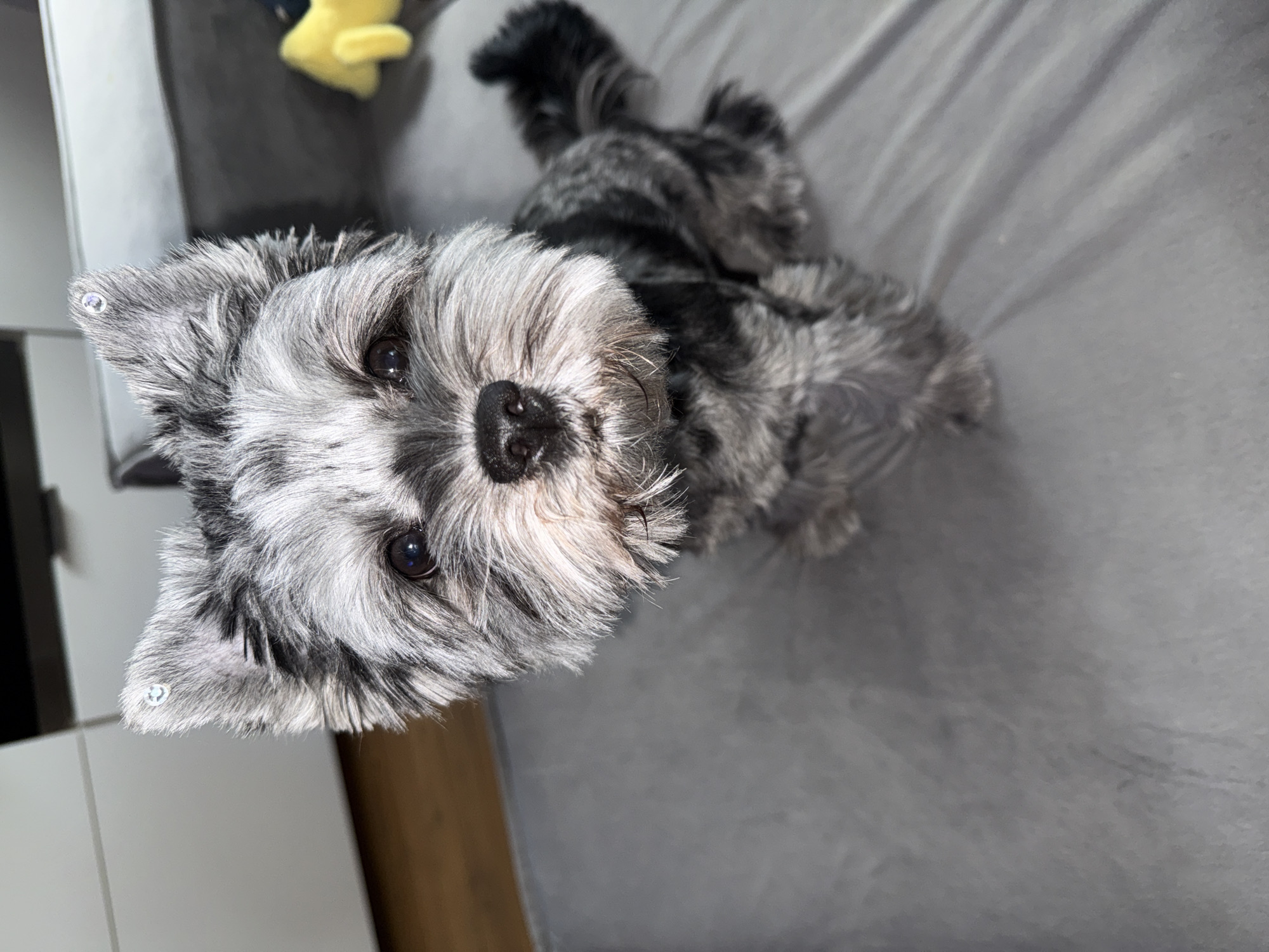 Cozy indoor hang with a small grey dog in Chaikovsky
