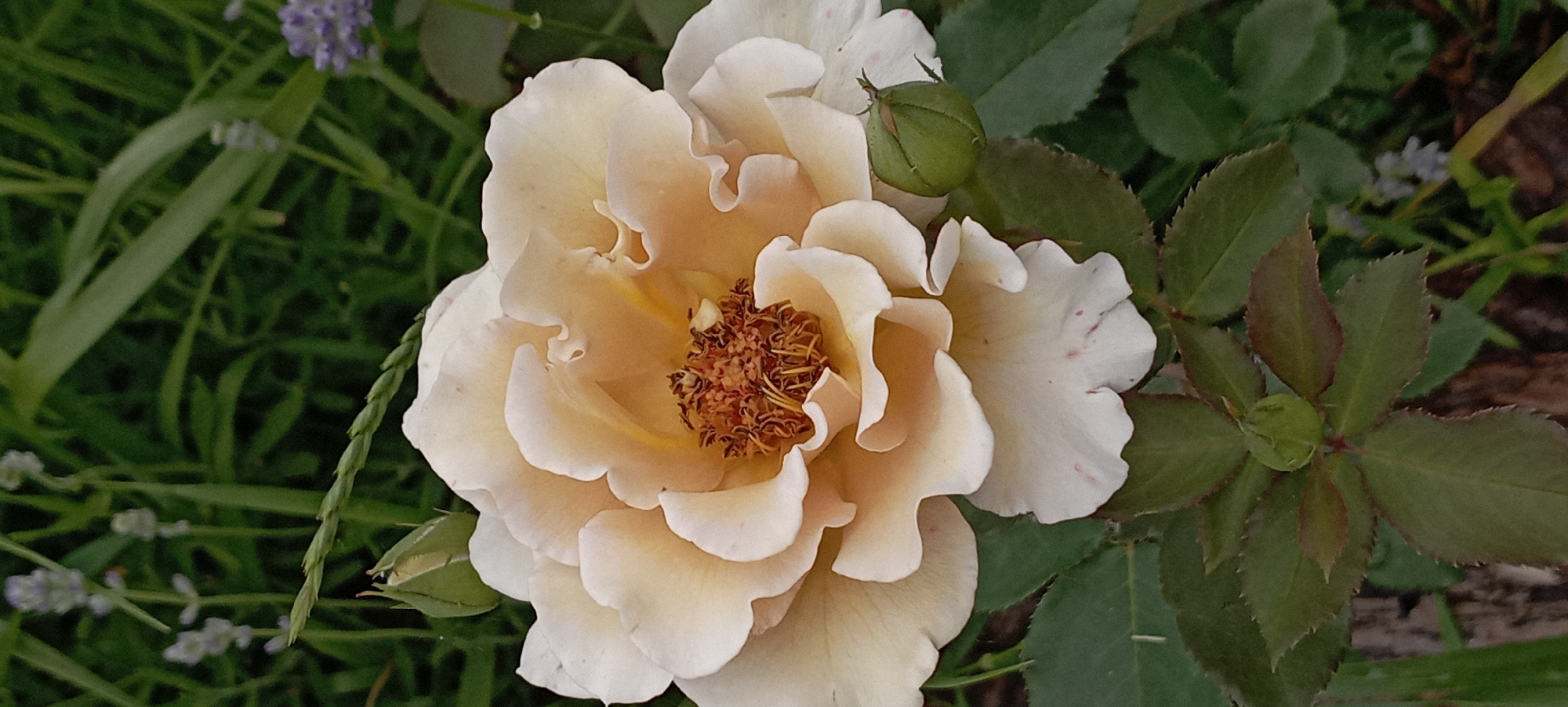 Rose garden documented in bloom in Radisne, Ukraine
