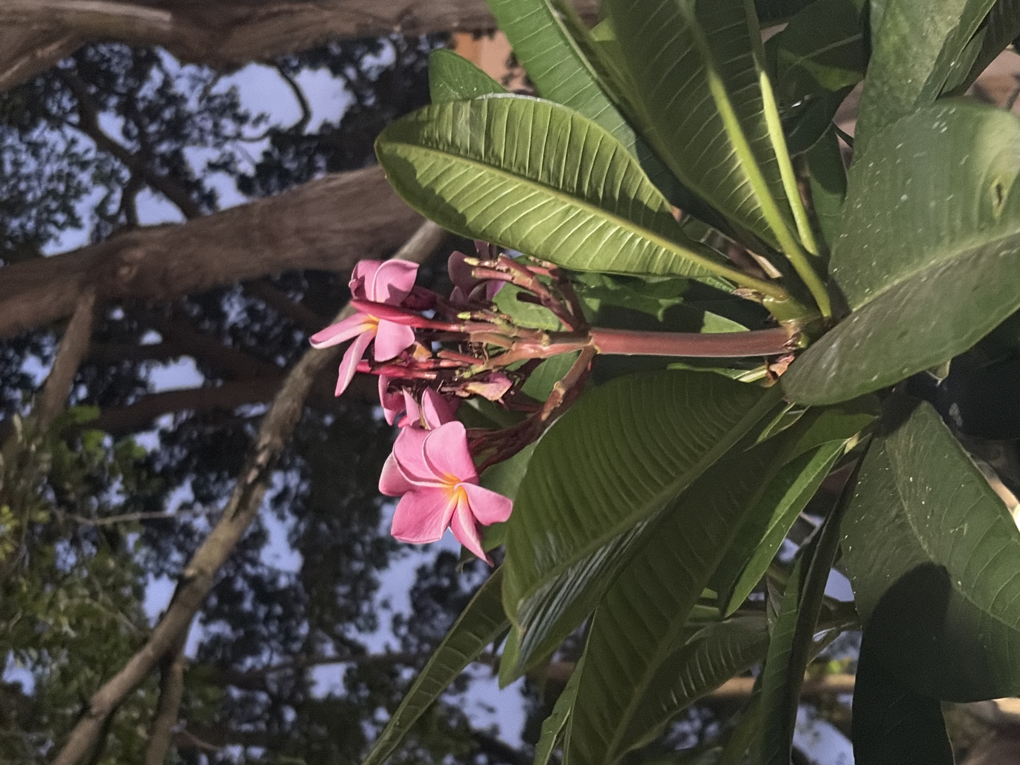Evening documentation of daily life in Ciudad Guayana