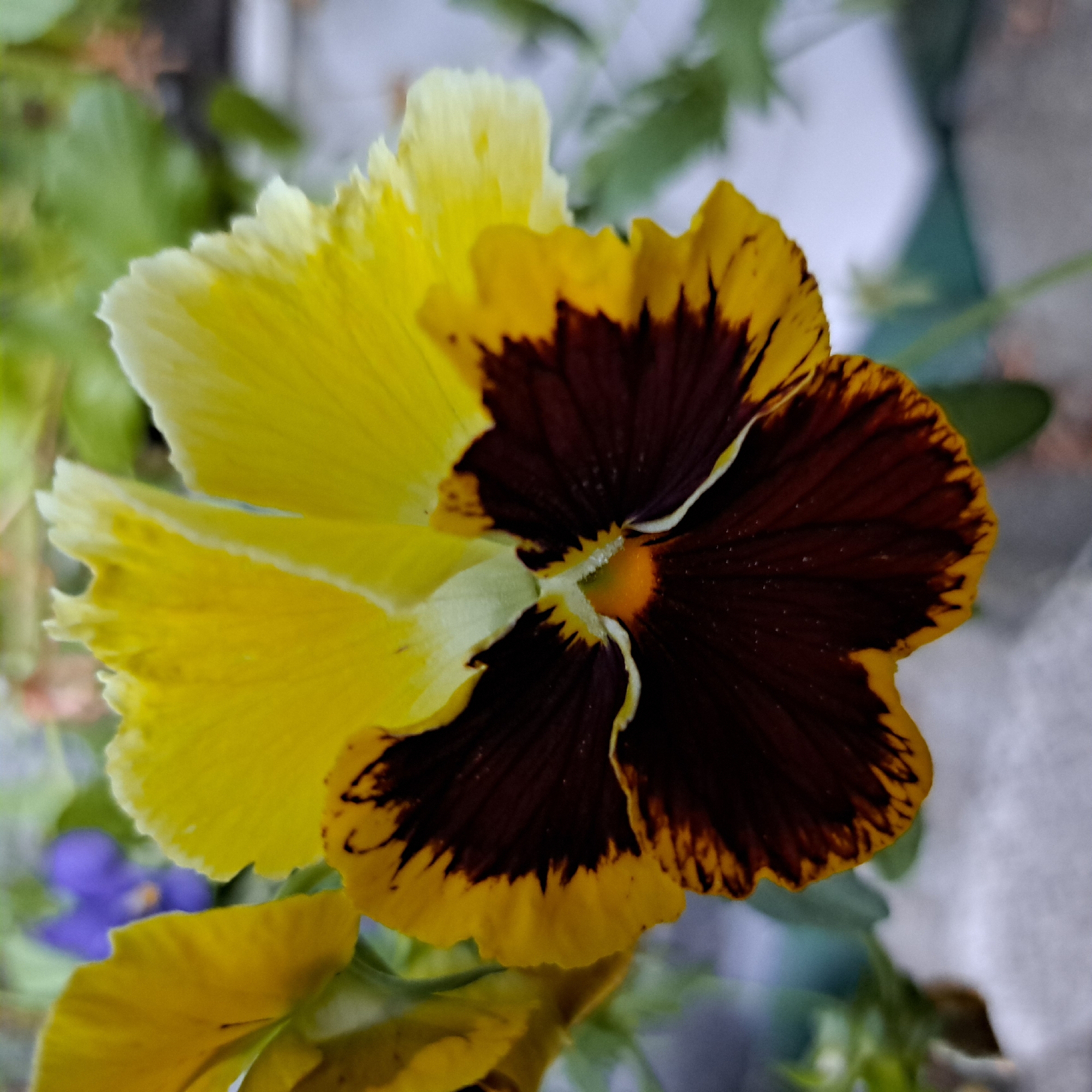 Close-up garden florals: hydrangeas, pansies, and clematis in bloom