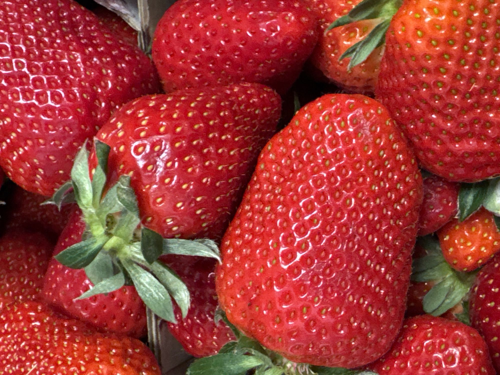 Ripe strawberries photographed in Boreti, Montenegro