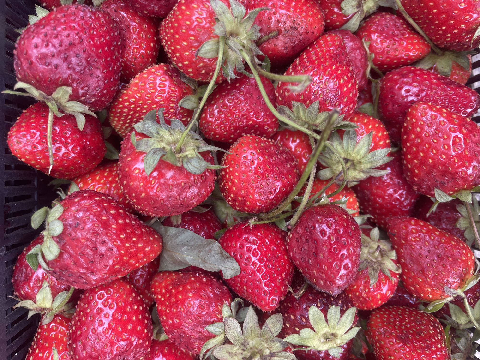 Fresh summer fruit on display at a Saint Petersburg market