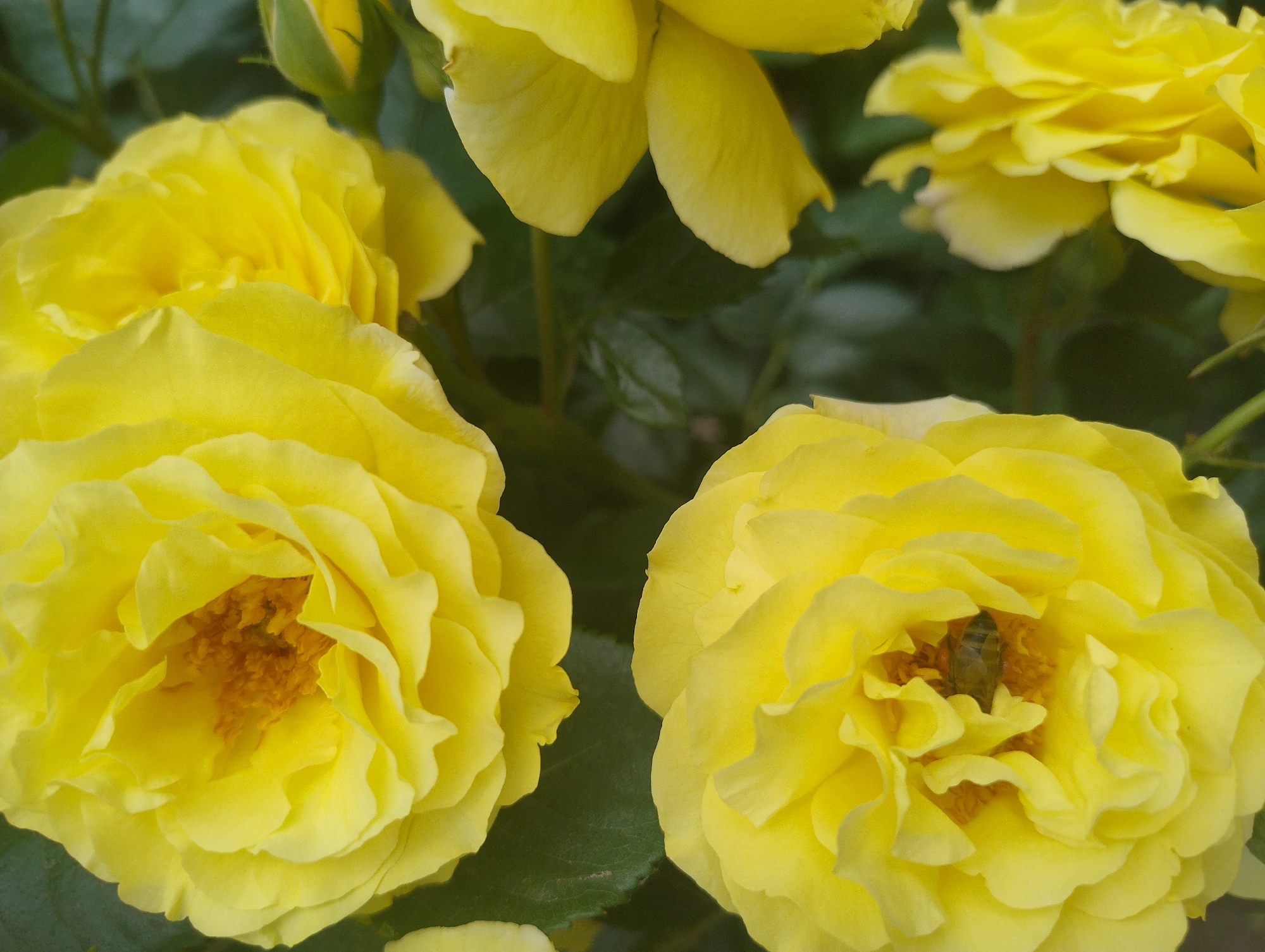 Rose garden blooms documented in early morning Kropyvnytskyi