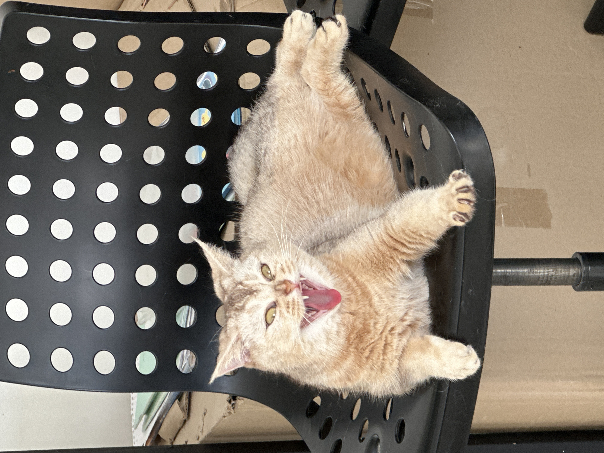 Cat lounges in office chair, woman rests nearby