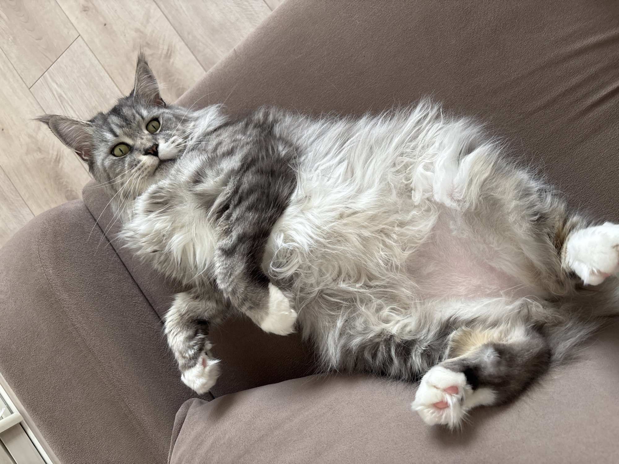 Lazy afternoon with pets and blooming garden in Kazan