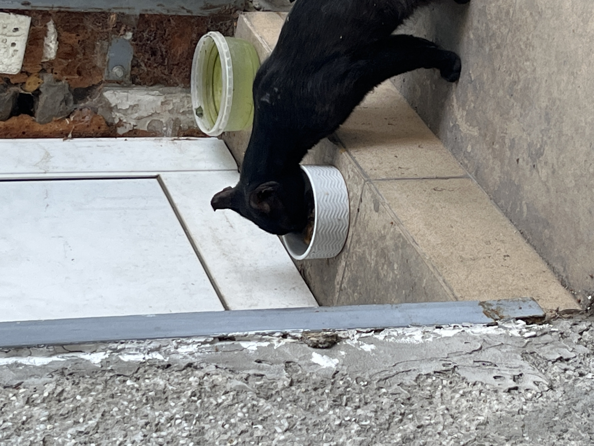 Black cat eating from a bowl on a stoop in Malo Konare
