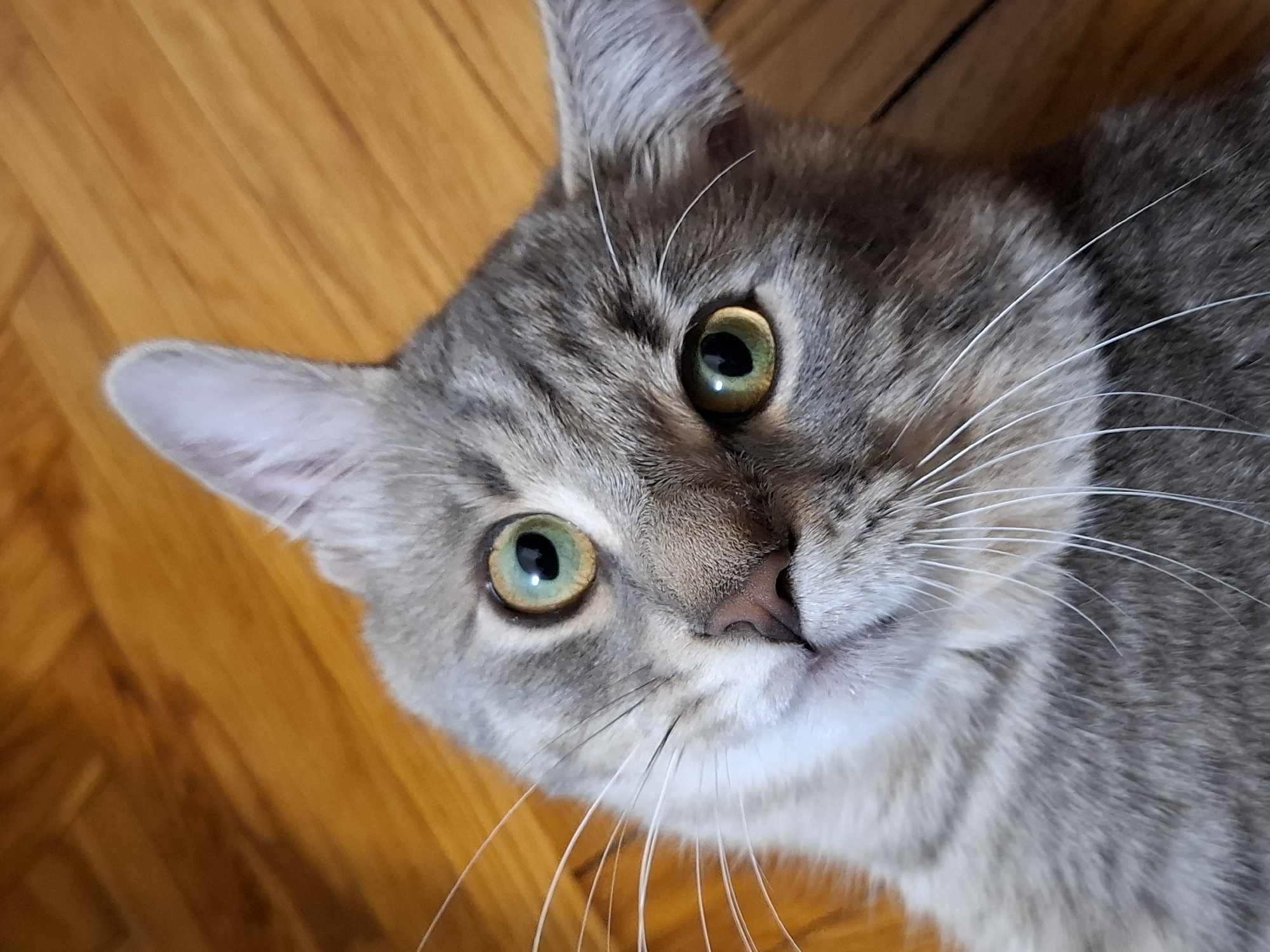 Gray tabby cat documented in multiple indoor locations, Novi Sad