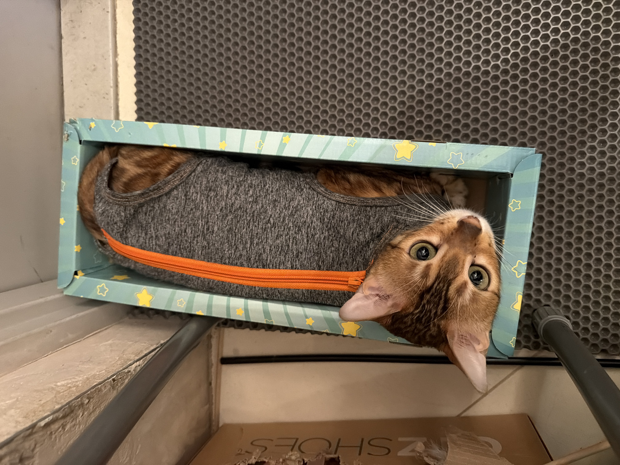 Bengal cat rests in star-decorated box in Saint Petersburg