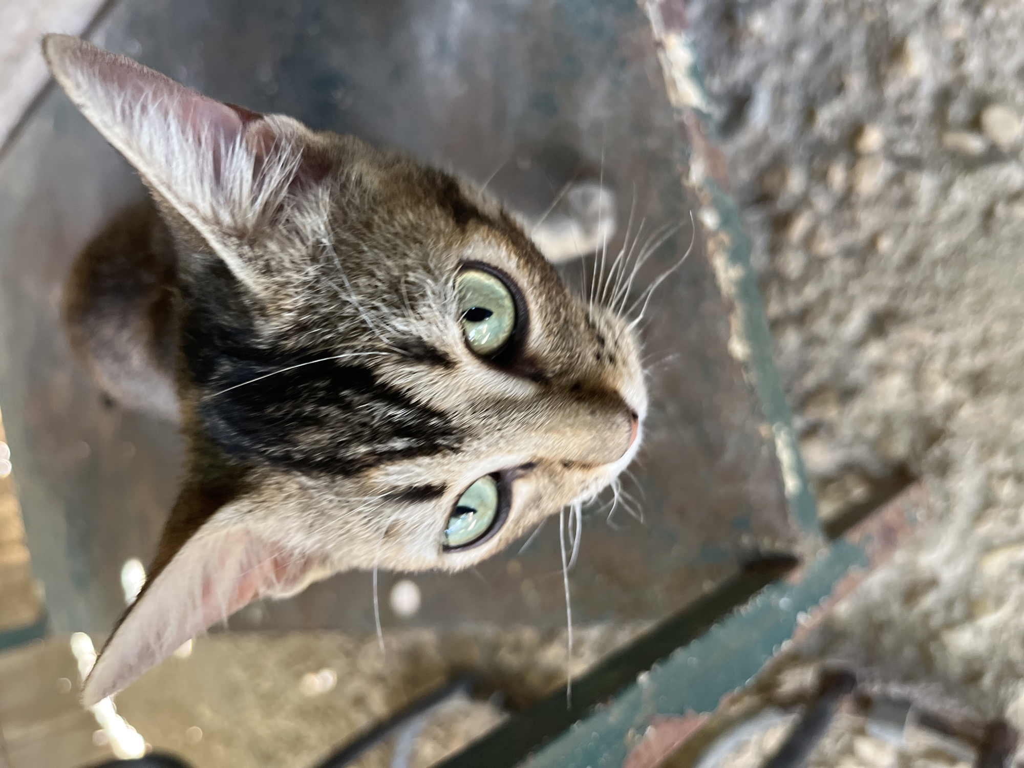 Wildlife moments captured in Tinaquillo, Venezuela