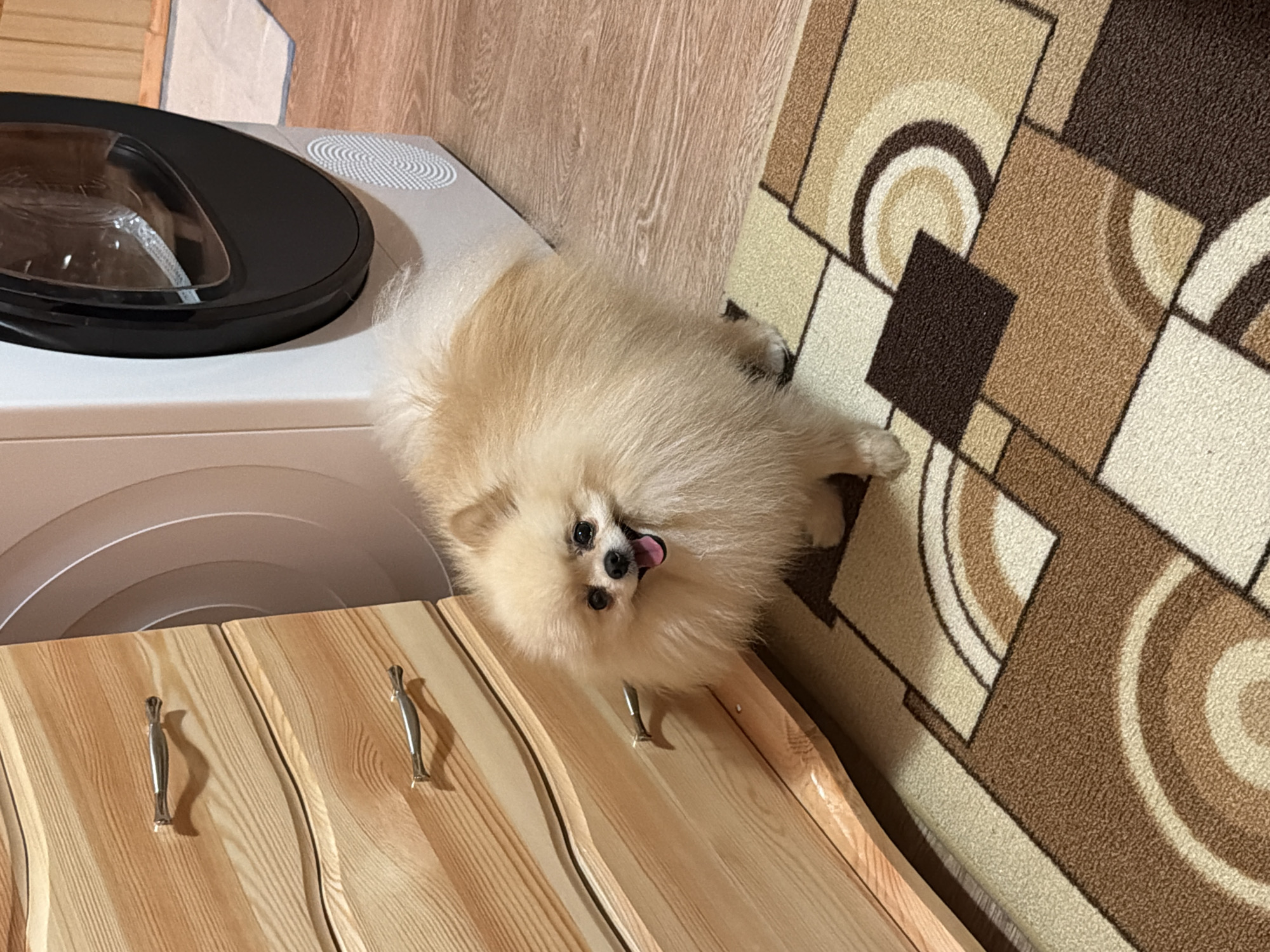 Pomeranian dog rests at home in Bulgarian village