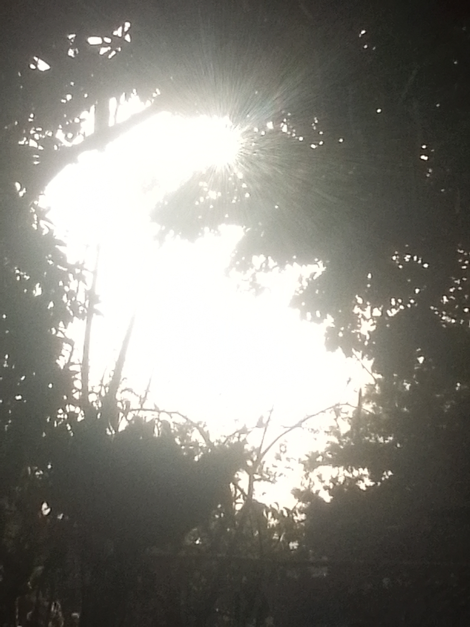 Sunlight creates starburst effect through tree canopy in Venezuela