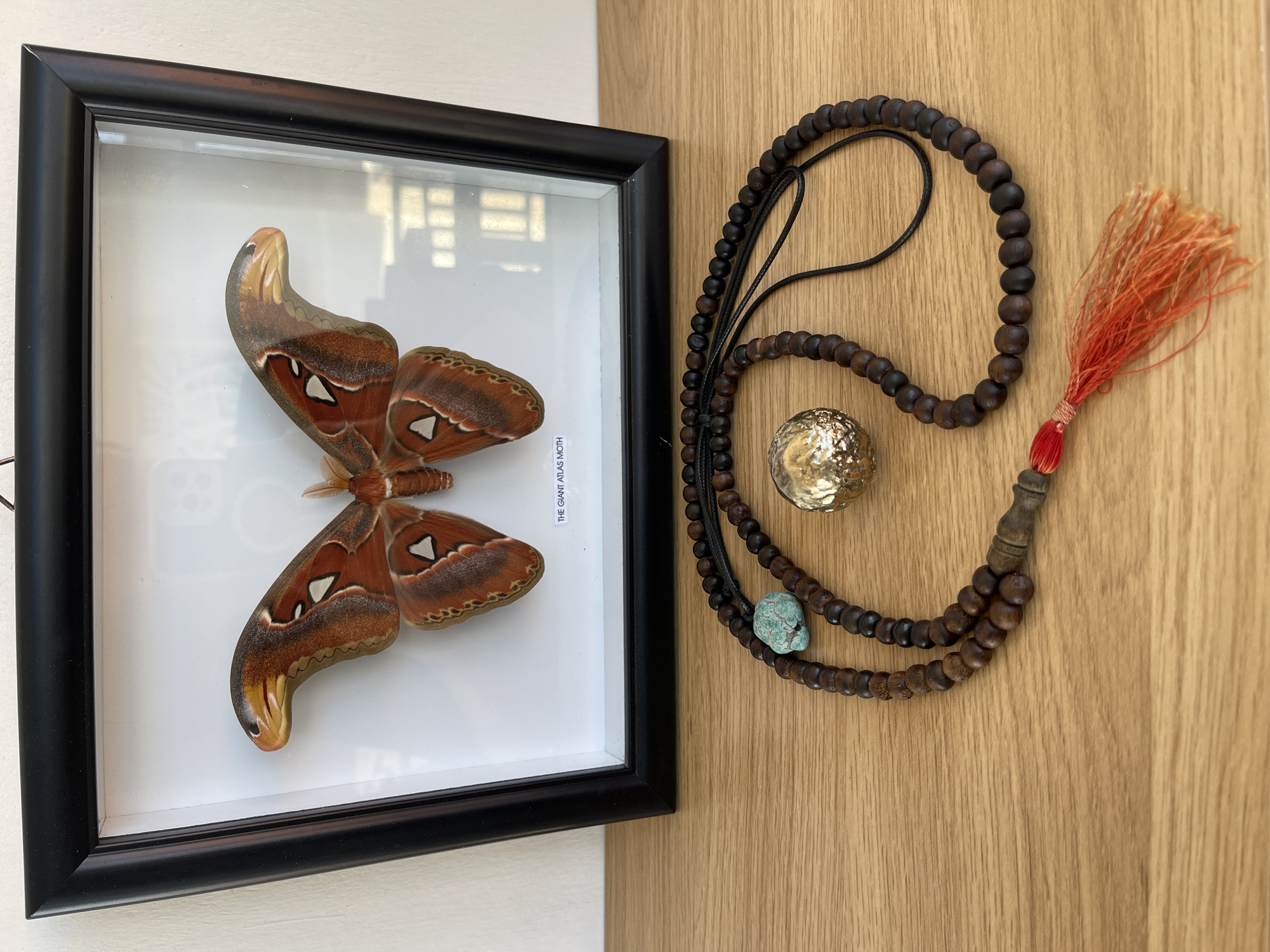 Giant Atlas Moth specimen display in Kuta