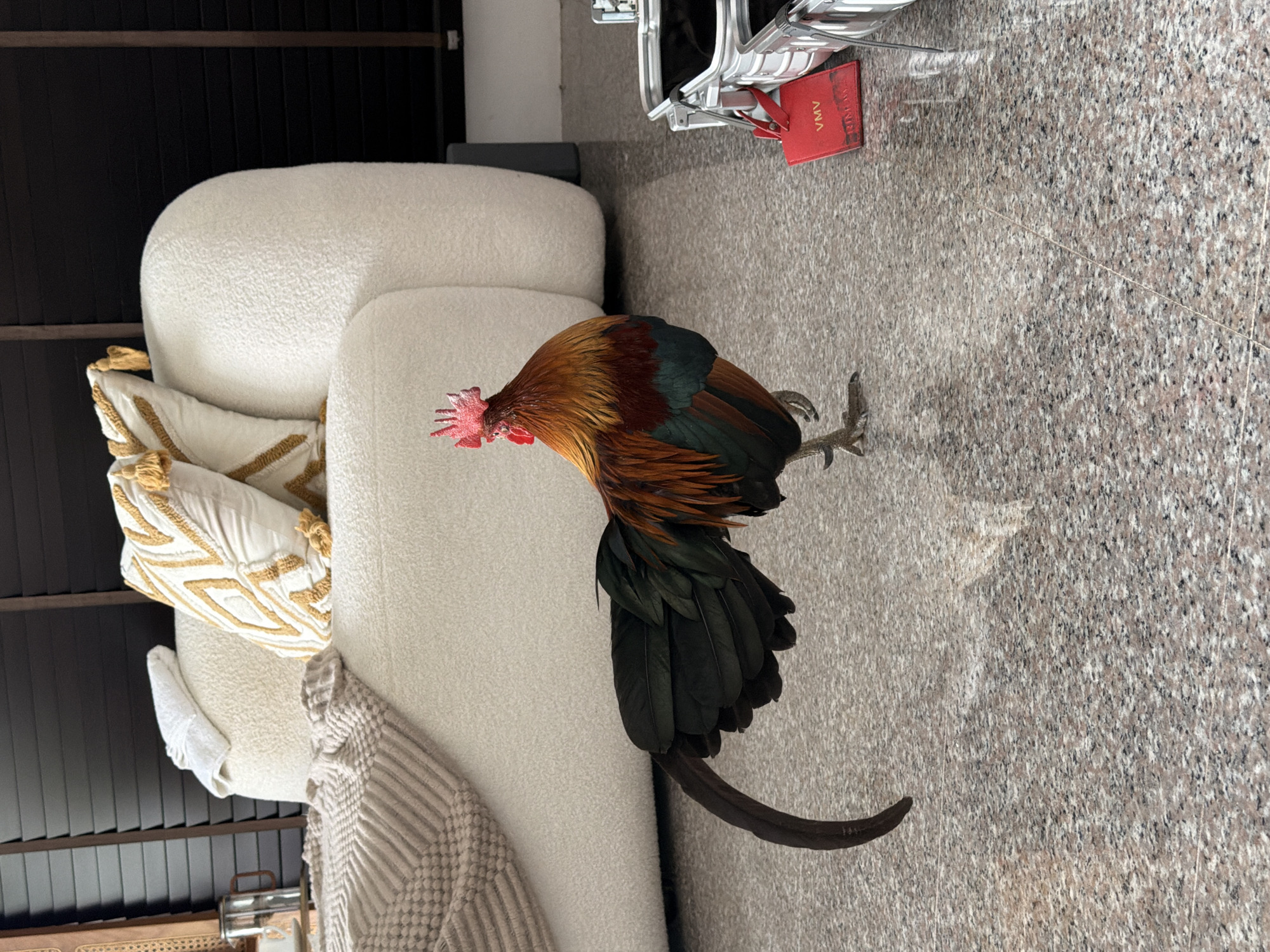 Rooster wanders a Ko Samui home, banana tree nearby