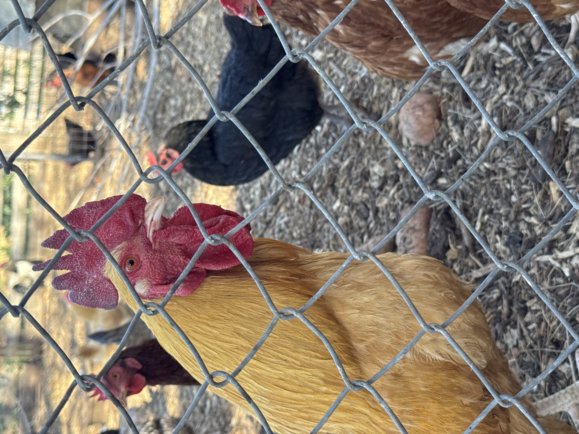 Multi-colored chickens observed in Boulder coop through wire fence