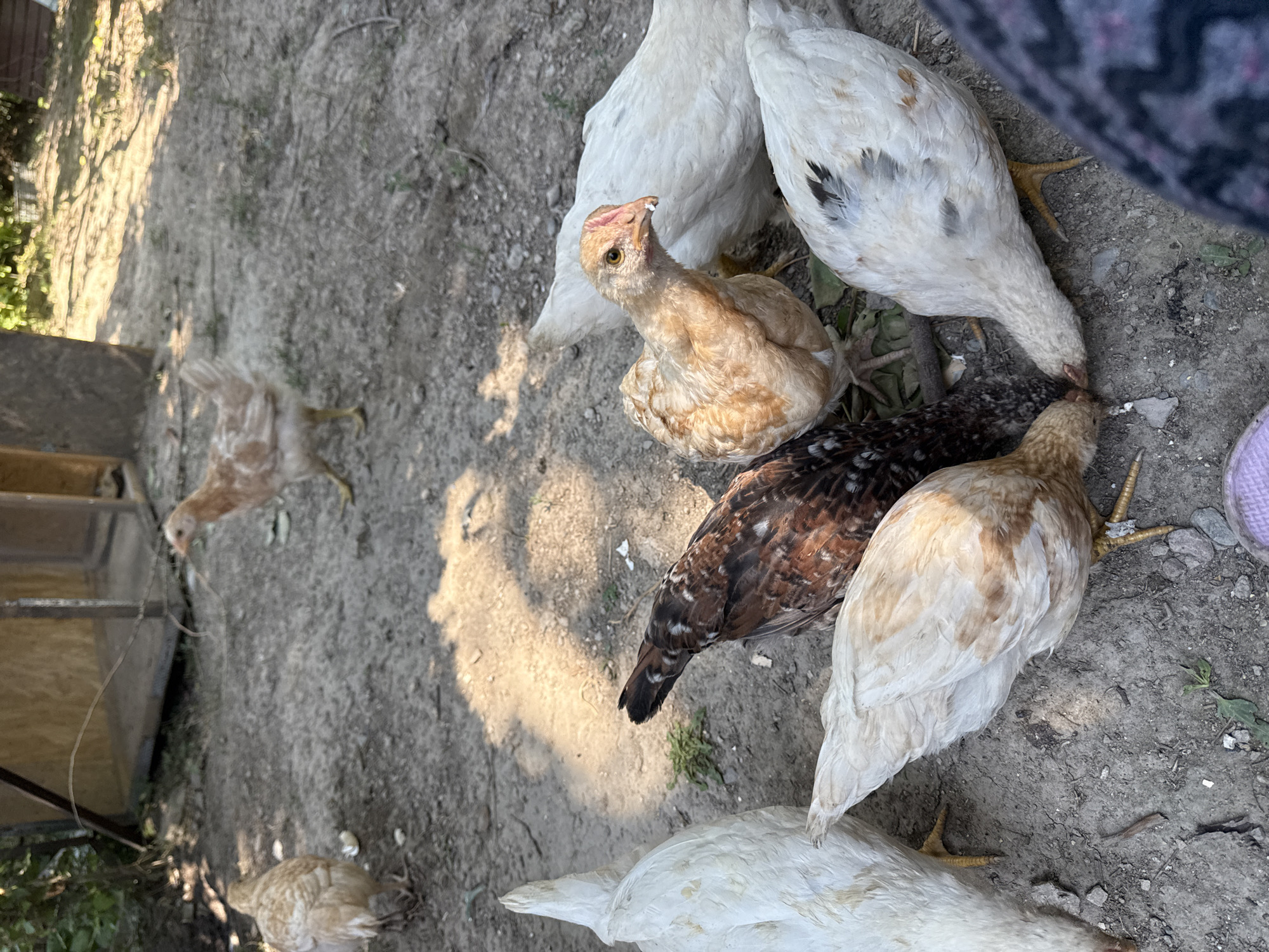 Chickens, corn, and greenery in a Kyrgyz backyard