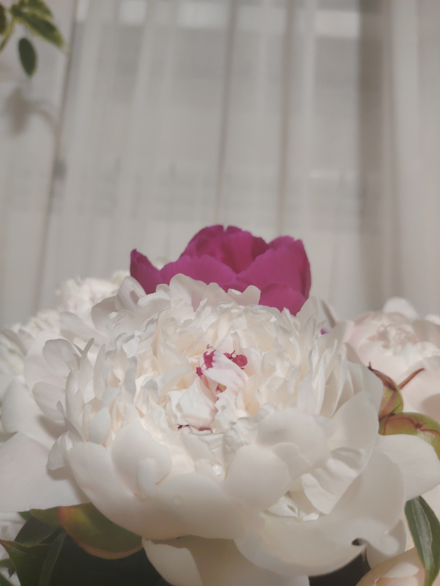 Peony photography session with cake spread in Yekaterinburg