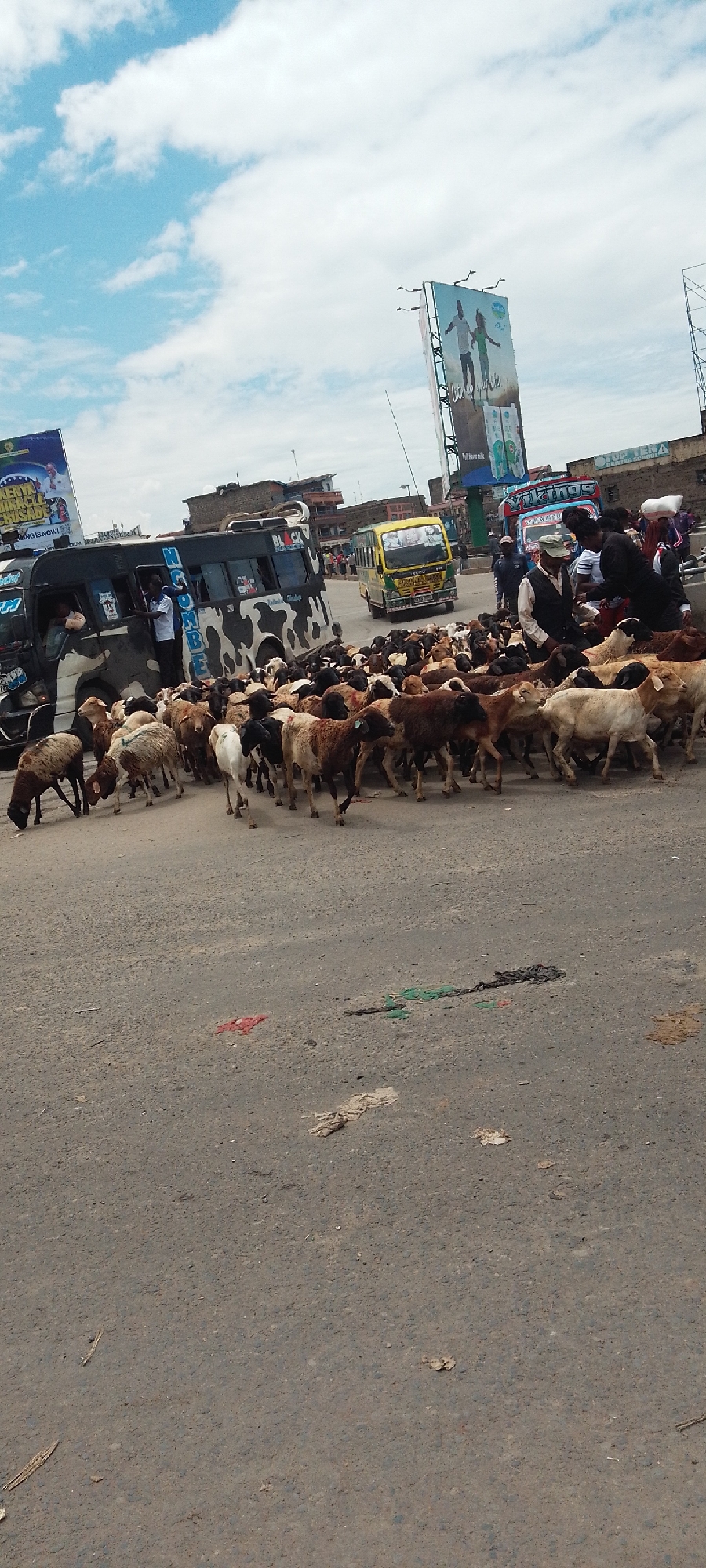 Large livestock herd moves through Nairobi street scene